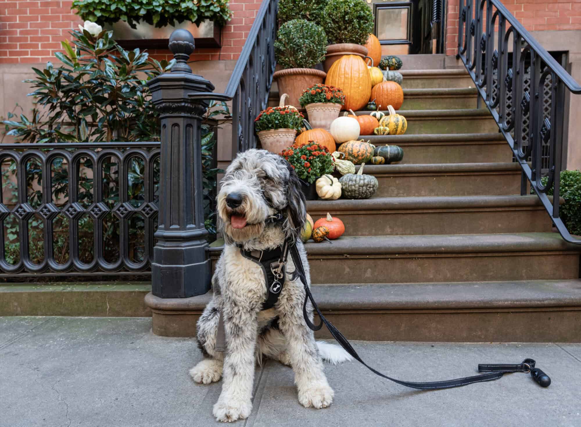 Dog sitting in front of stairs with pumpkins.