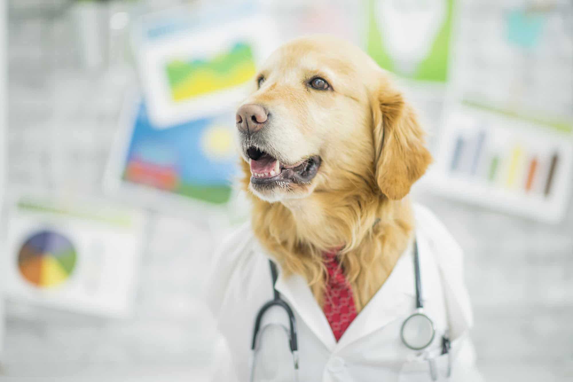 A dog dressed as a doctor.