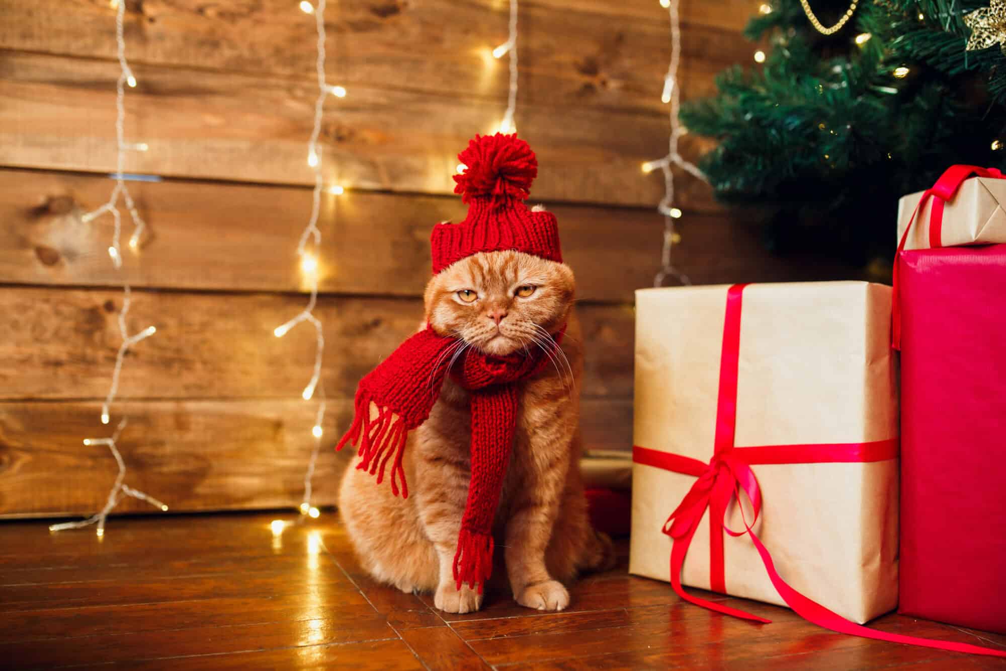 A cat in a red winter hat.
