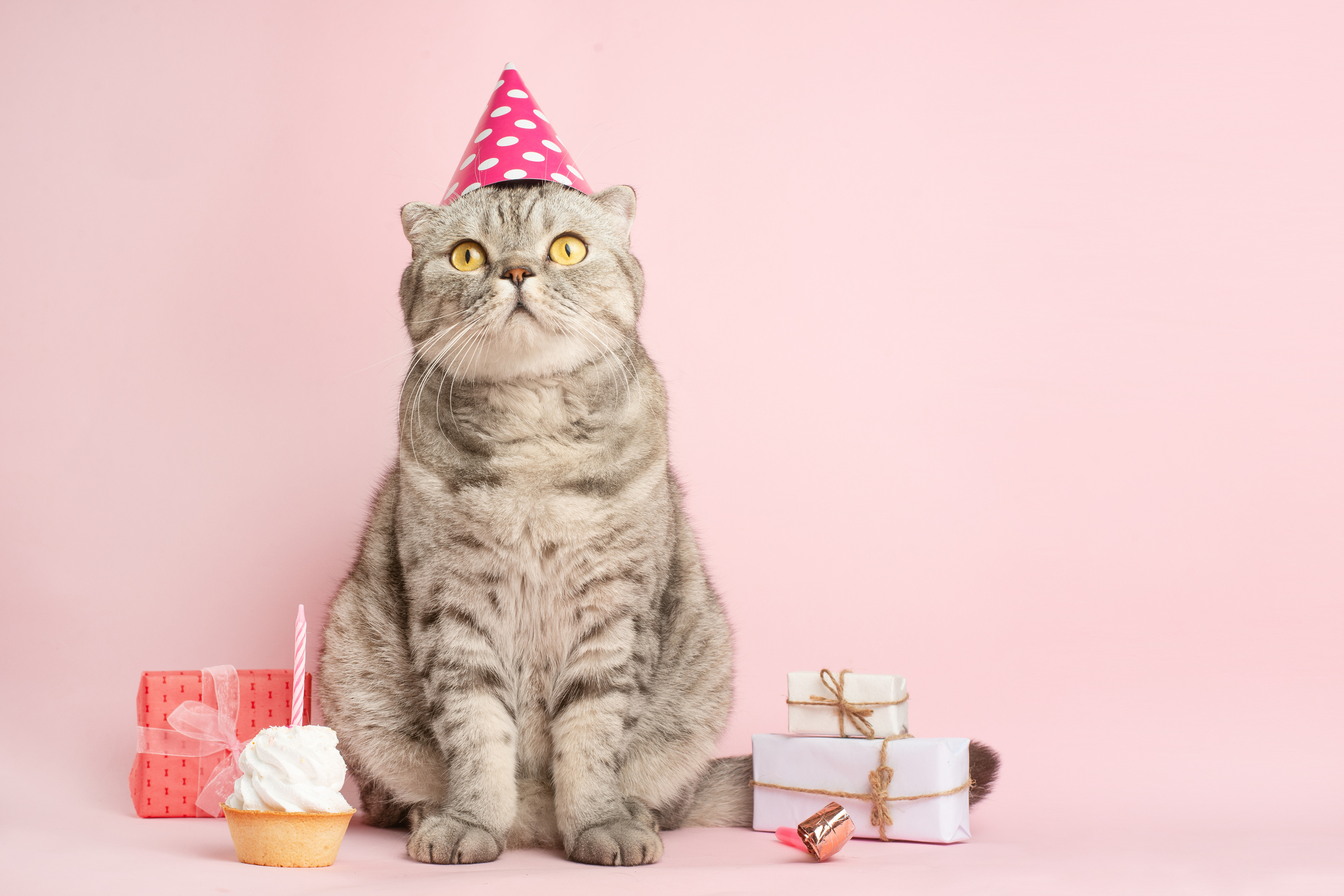 A cat in a party hat.
