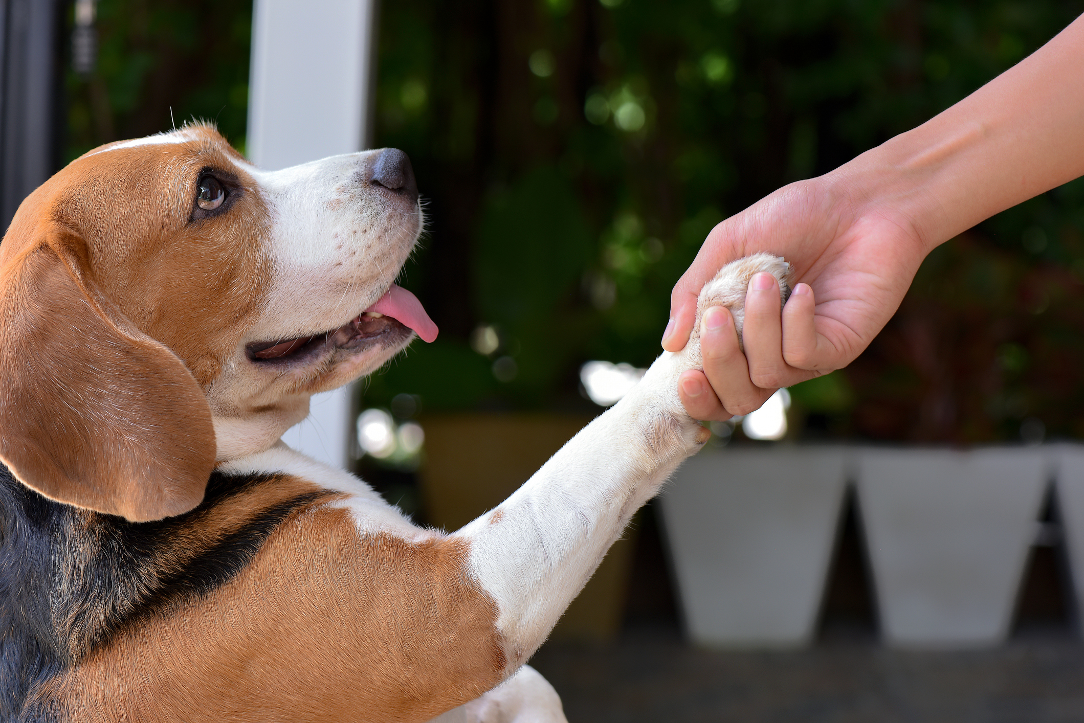 A dog shaking hands with a person.