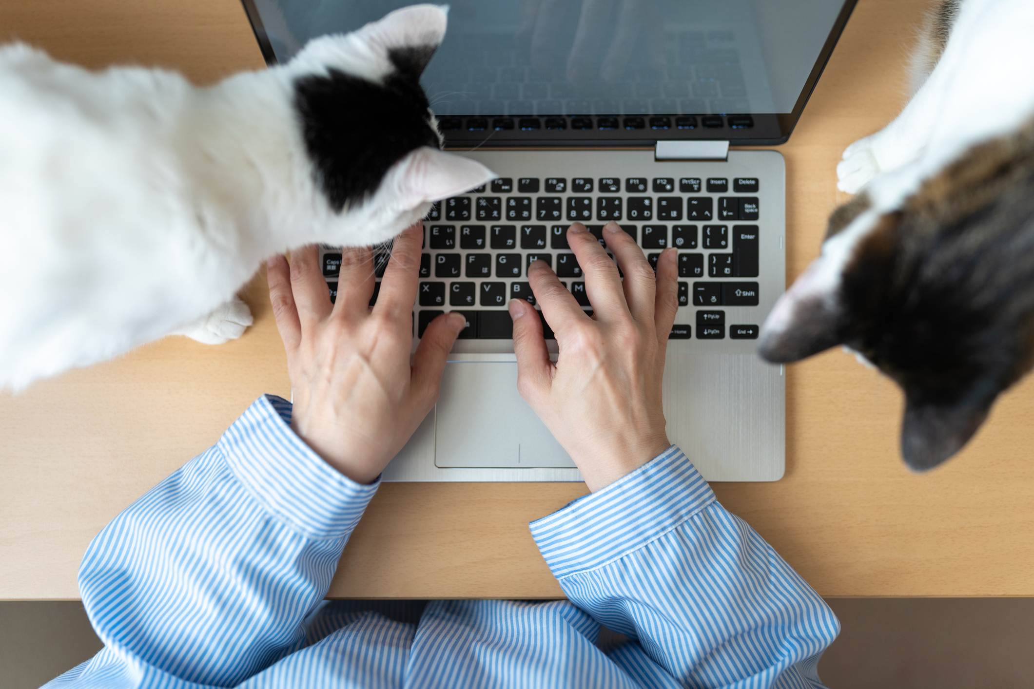 Cats and their human checking out online reviews.