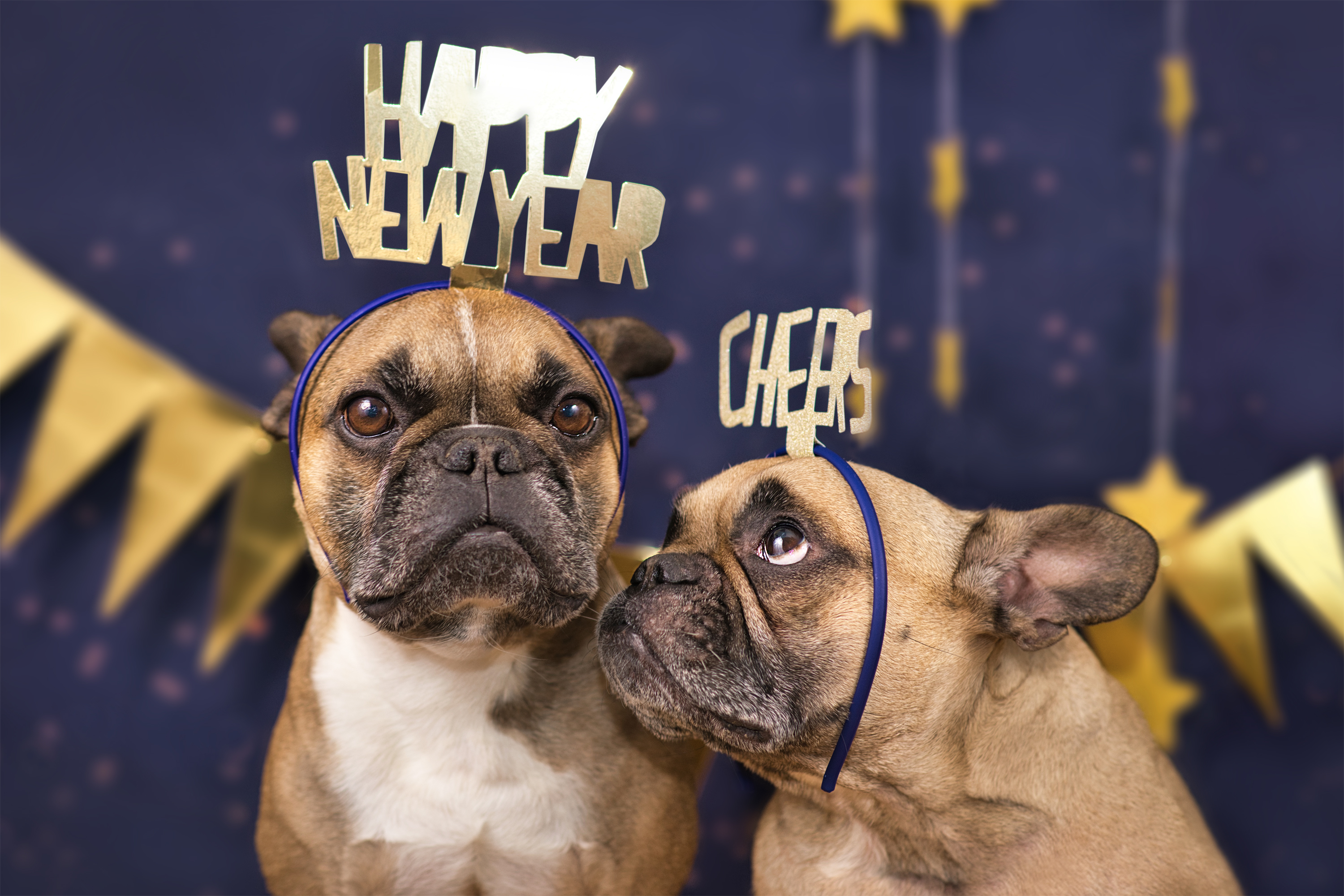 New Years dogs.