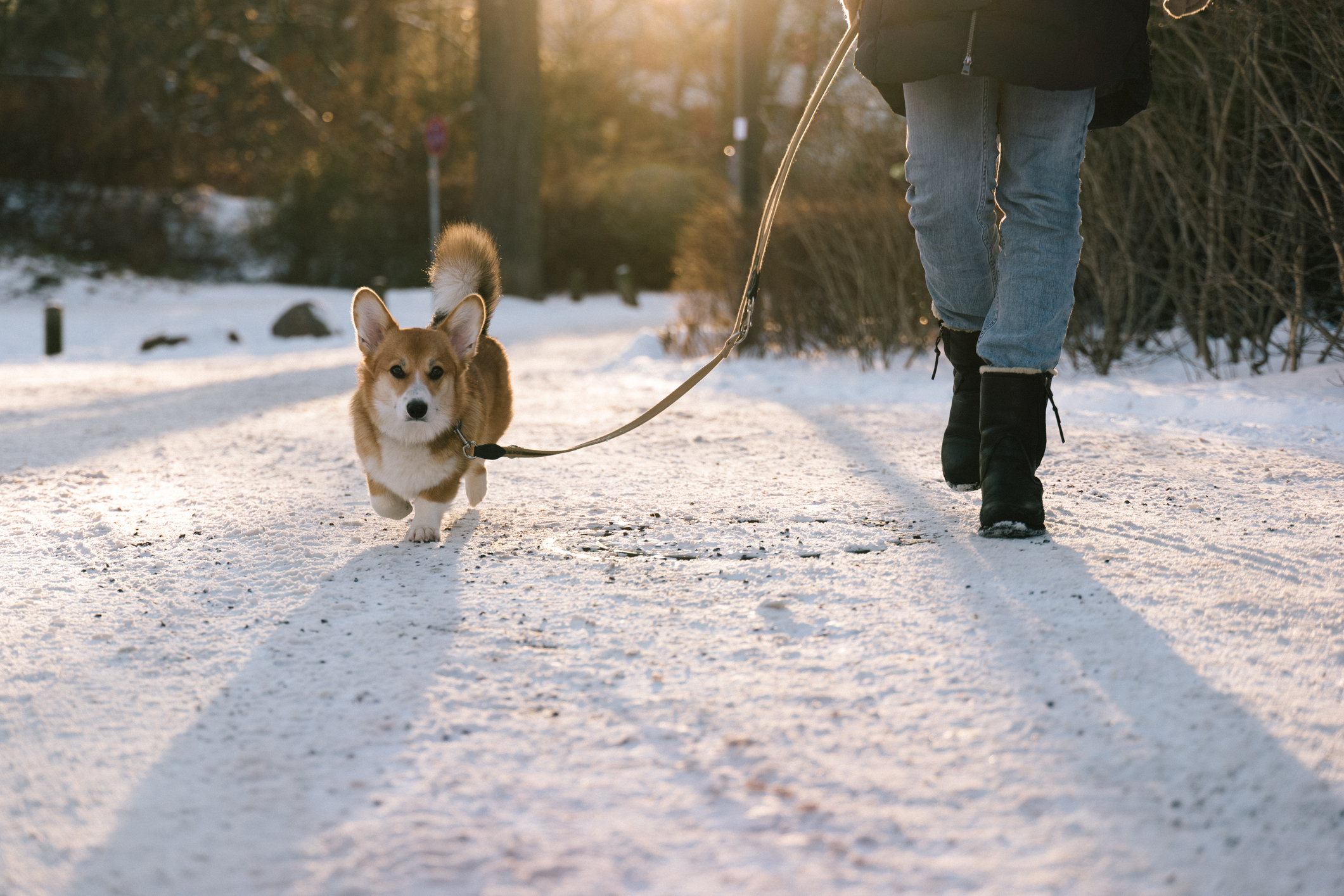 Walking a dog in the snow.