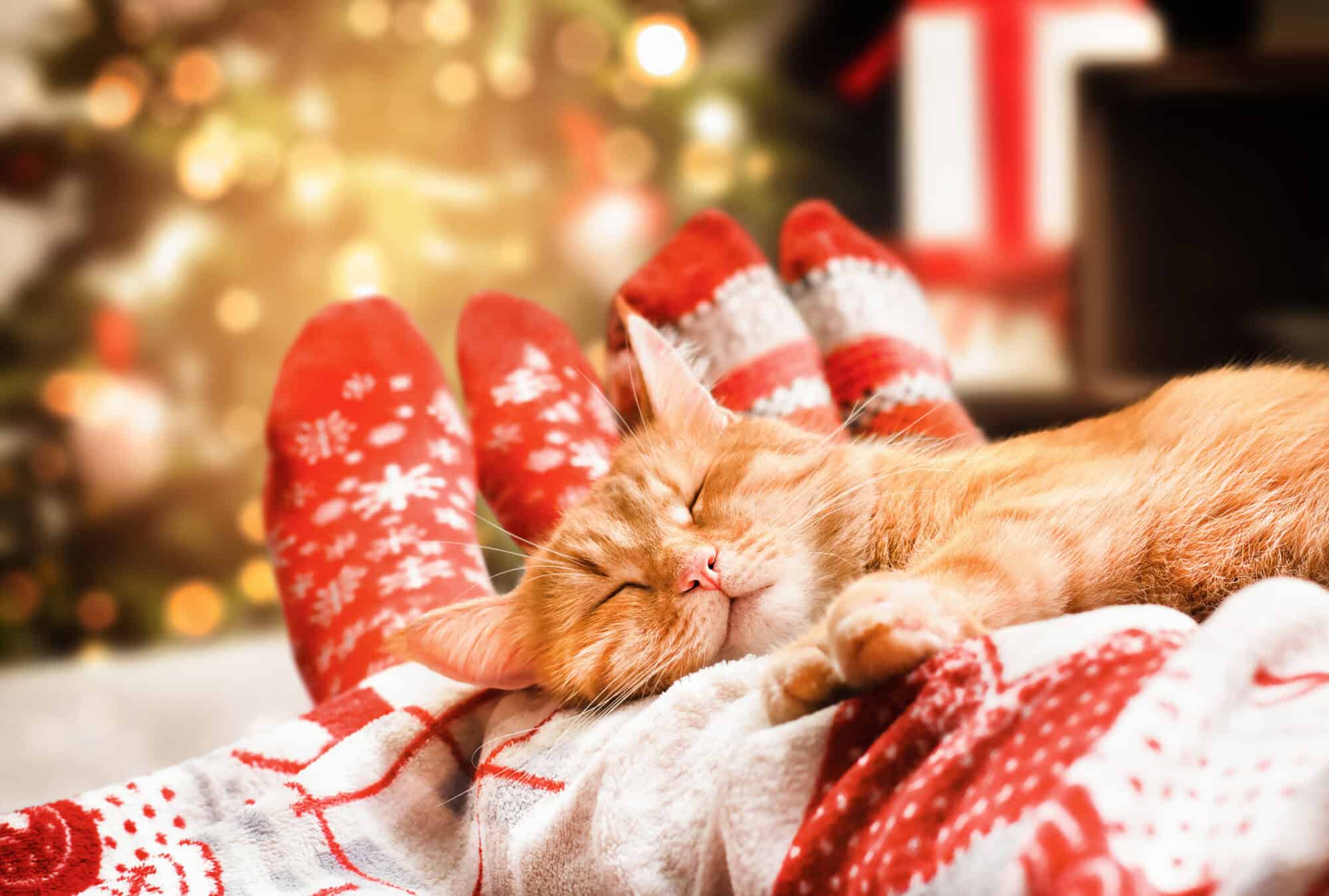 A cozy cat in front of the Christmas tree.
