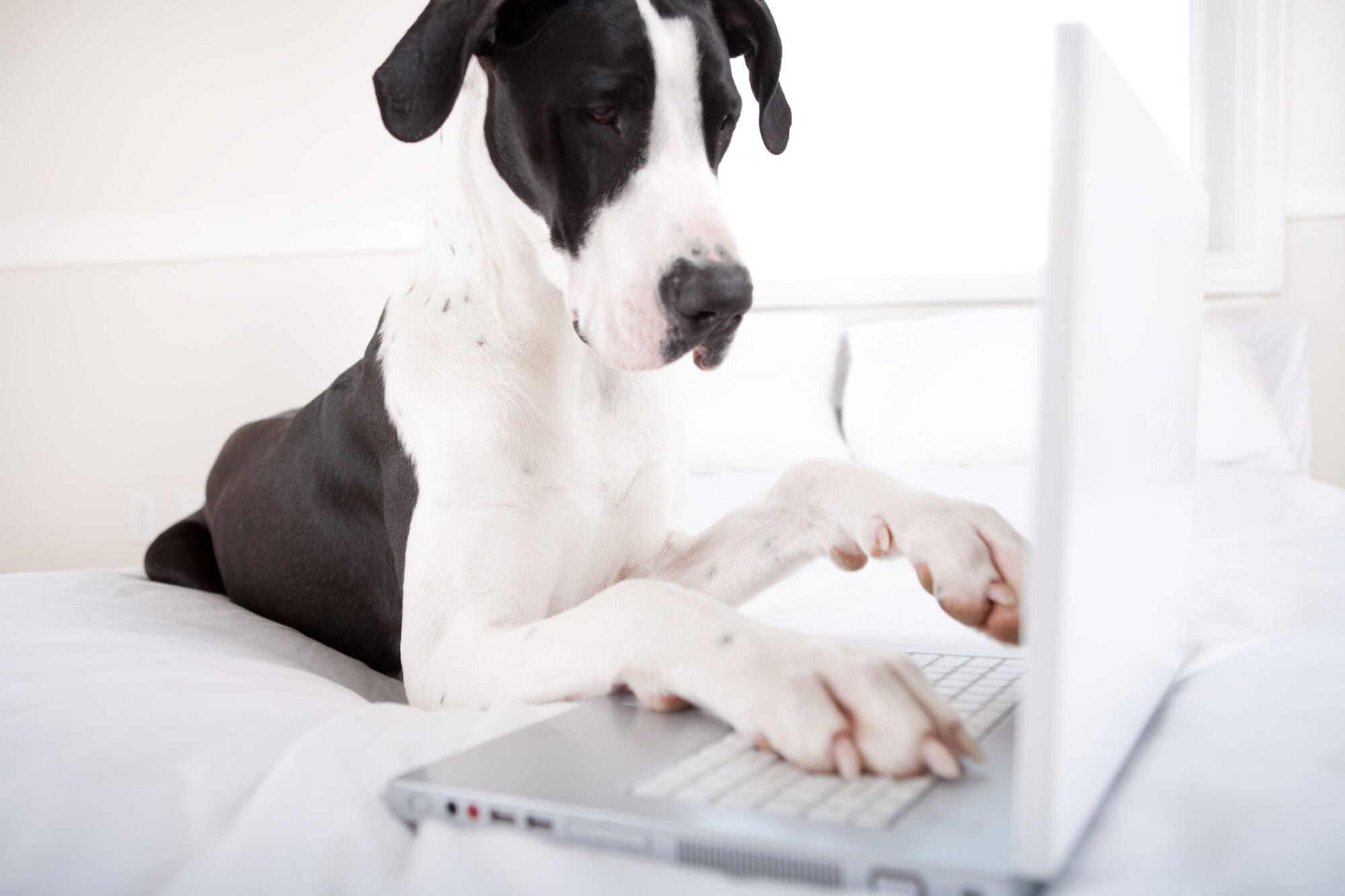 A dog using a laptop.
