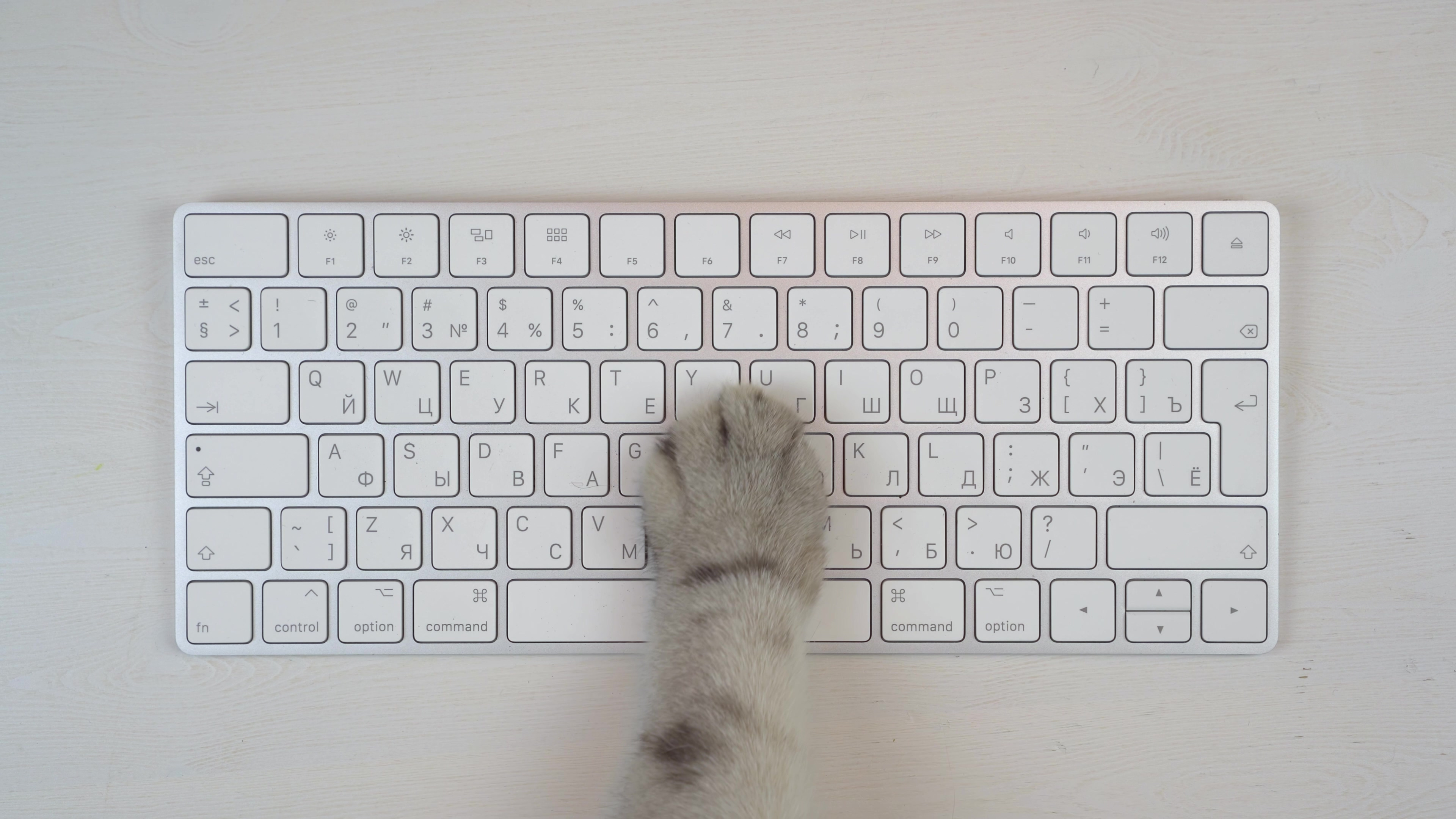 A cat paw on a keyboard.