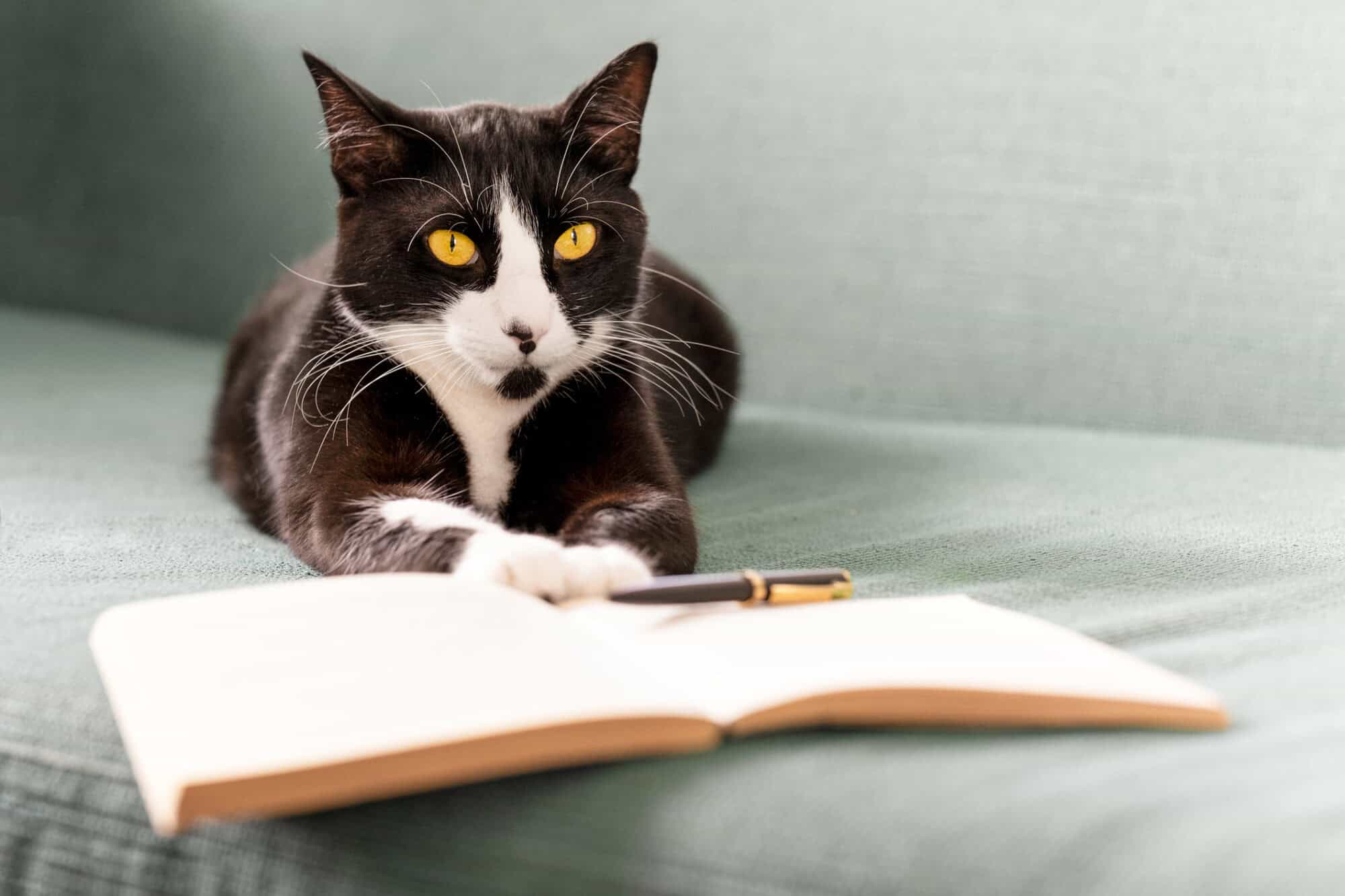 A cat in front of pen and paper.
