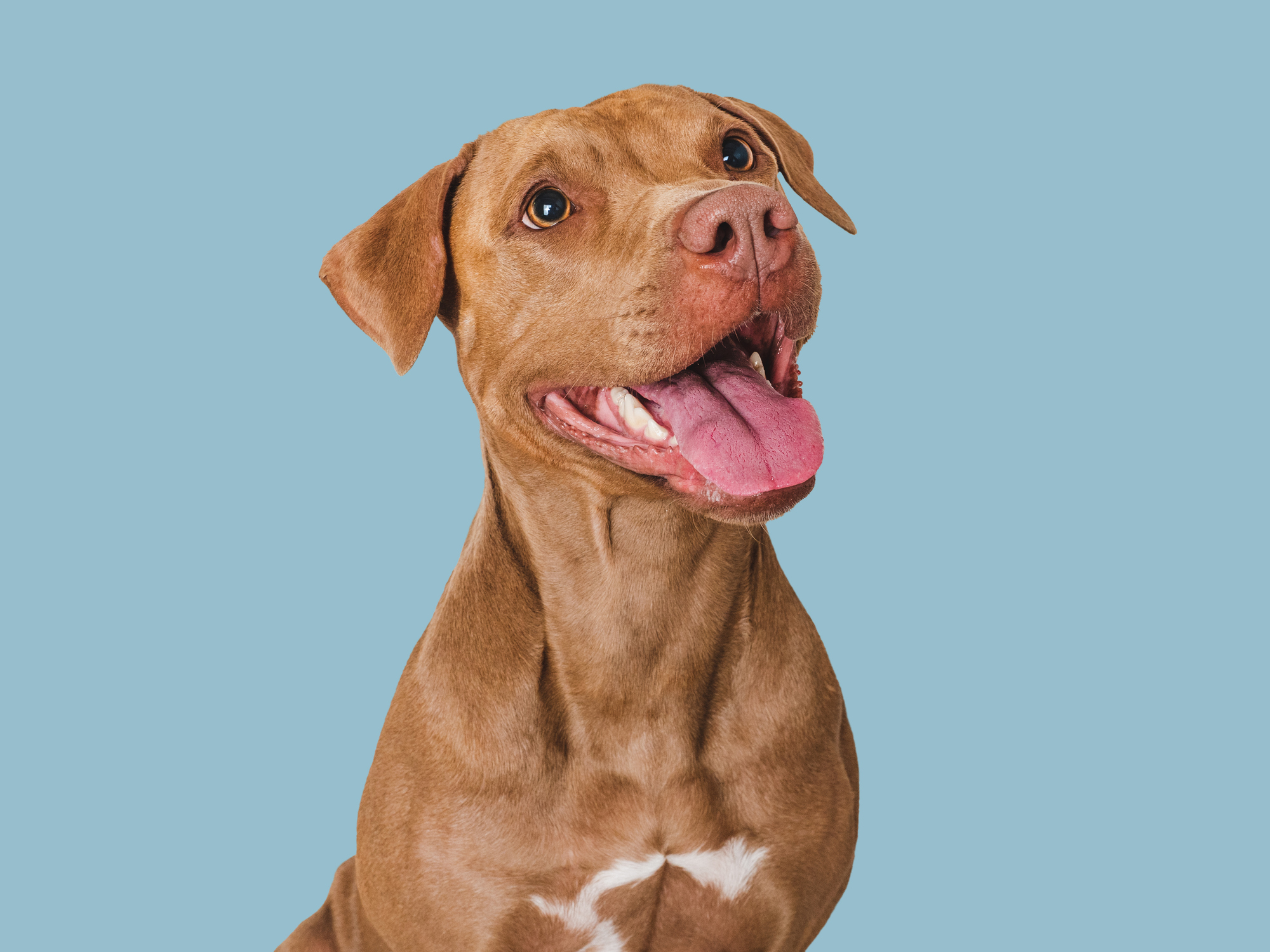 A happy brown dog.