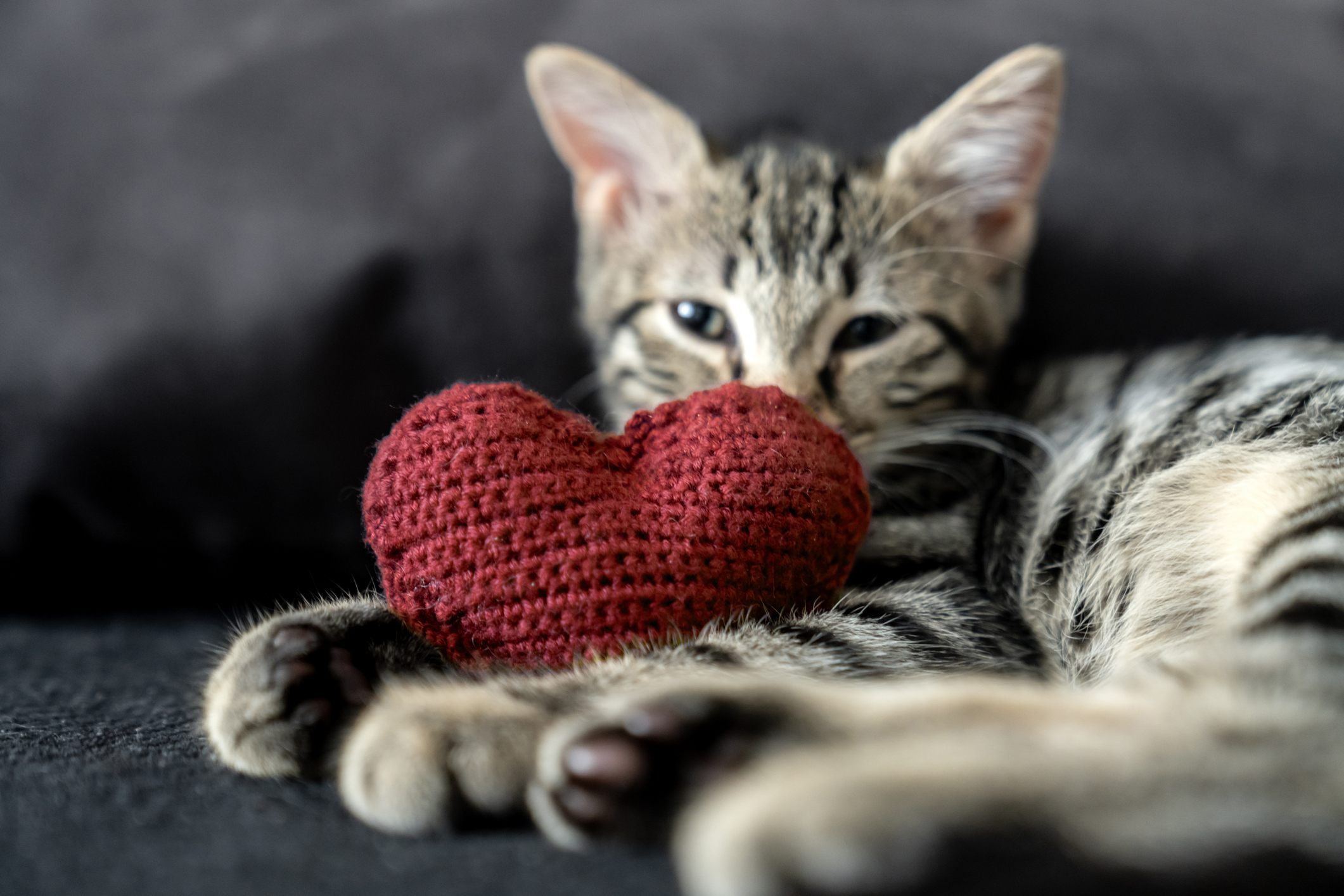 A cat with a heart pillow.