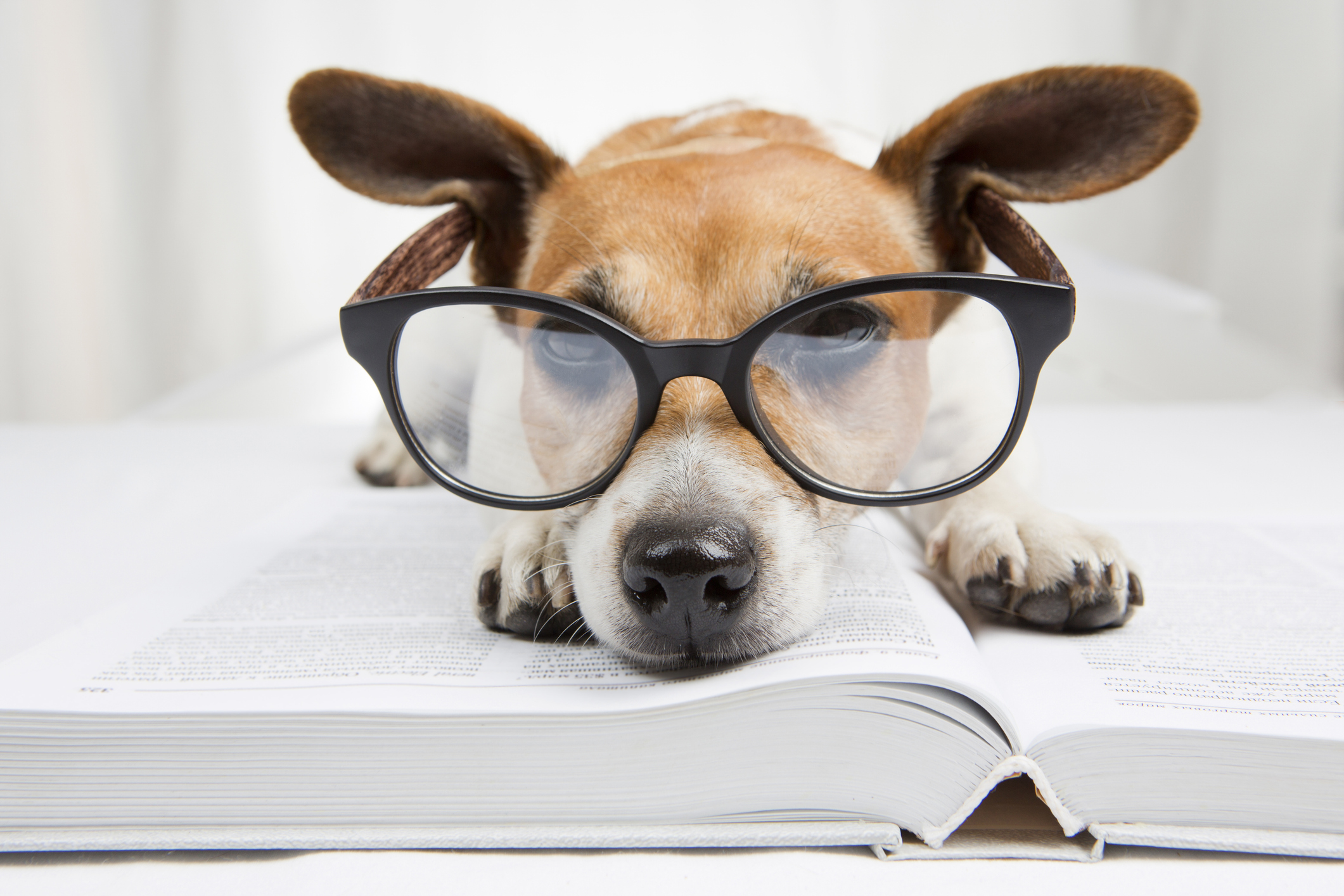 A dog with glasses lying an an open book.