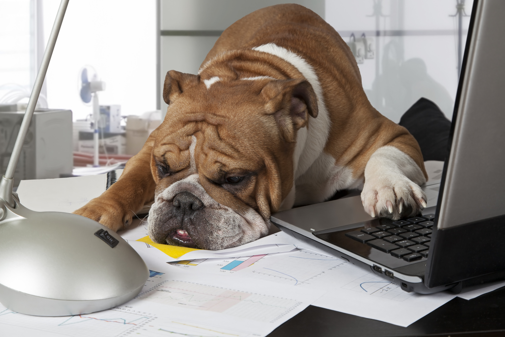 A dog napping in front of a laptop.