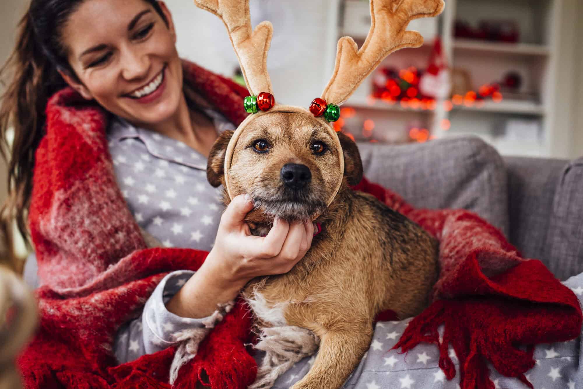 A dog wearing reindeer ears.