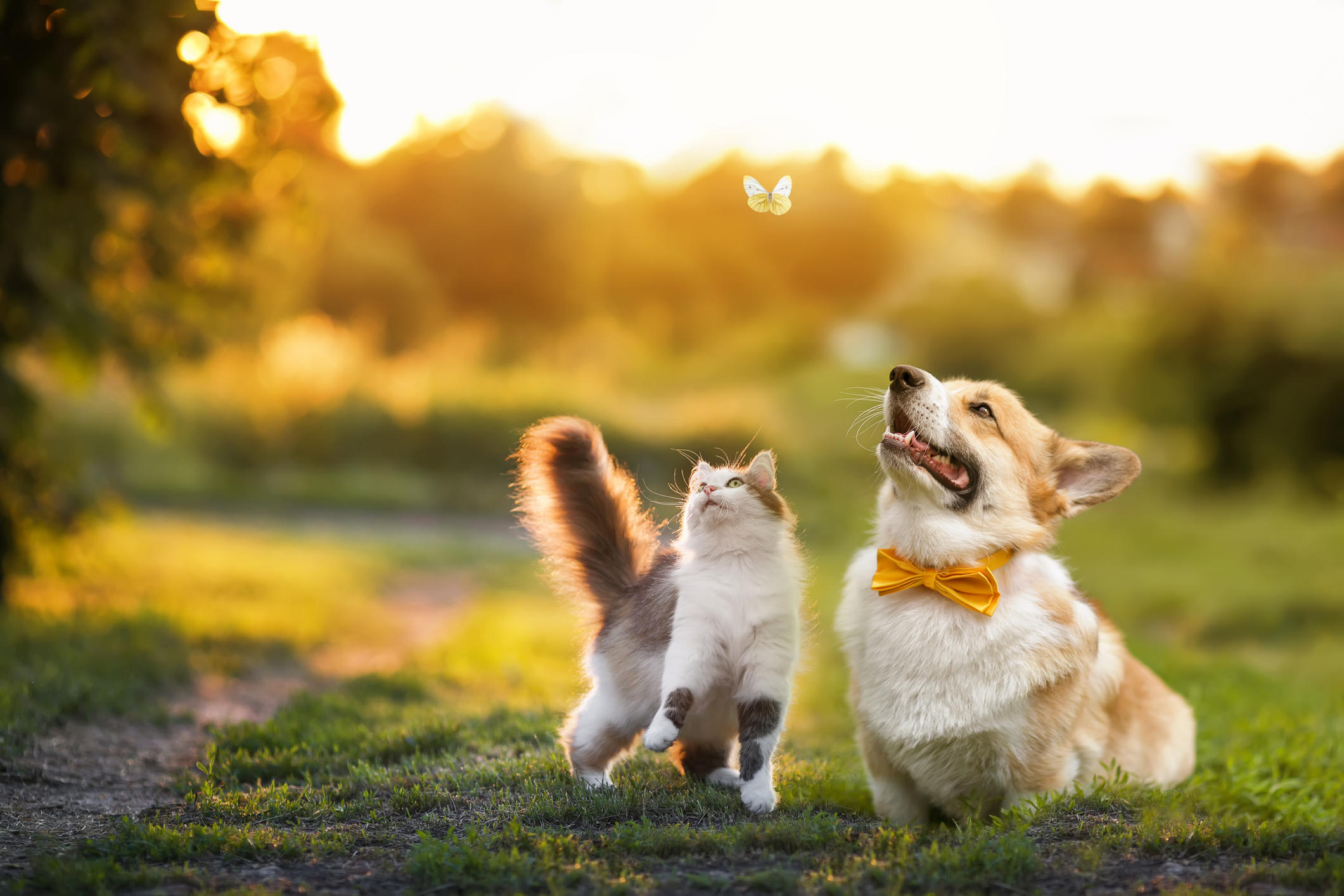 A dog and a cat in the spring.