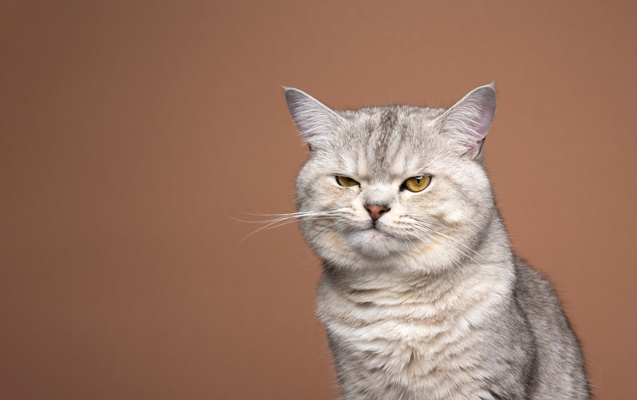 An angry cat.