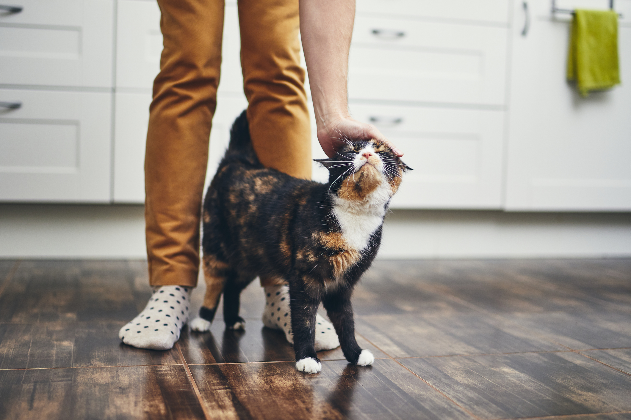 A cat trusting its owner.