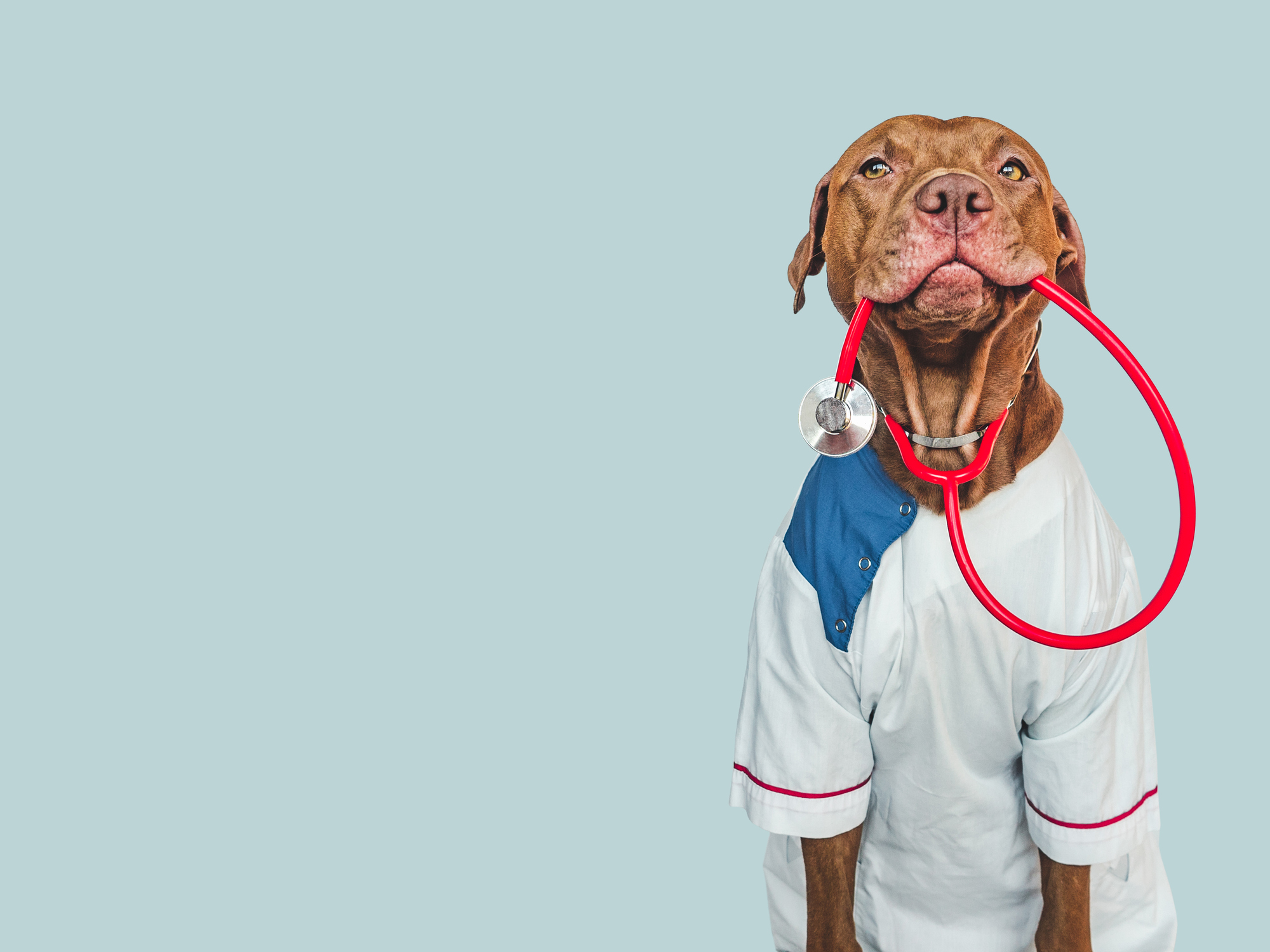 A dog dressed as a doctor.