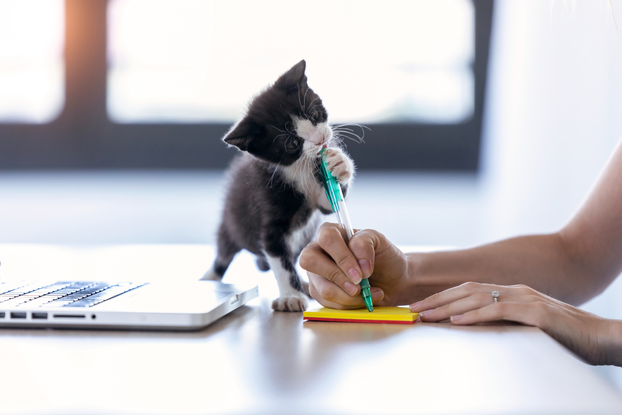 A kitten biting the pen of a woman working.