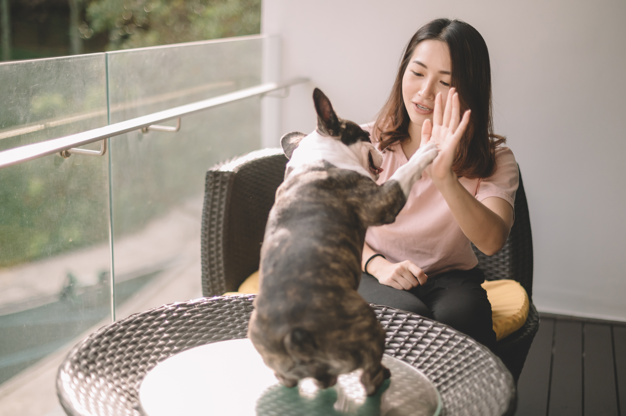 A dog high-fiving a woman.