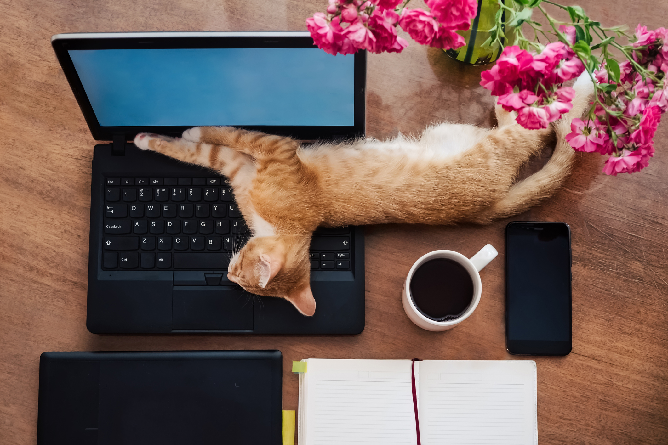 A cat laying on a laptop.