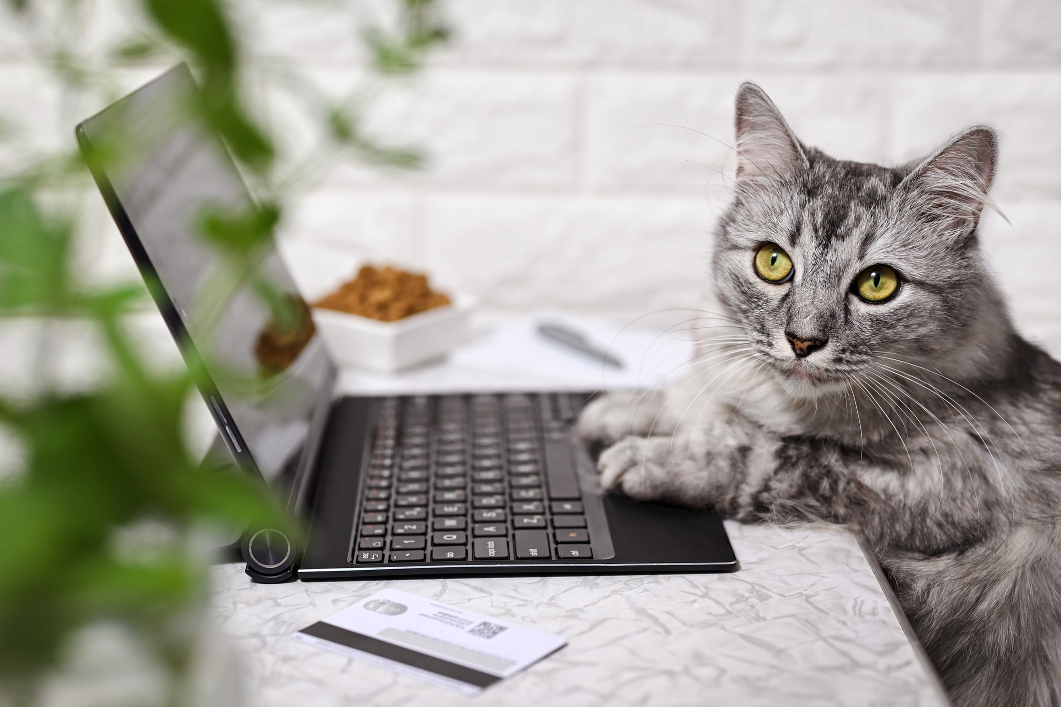 A cat at a laptop.