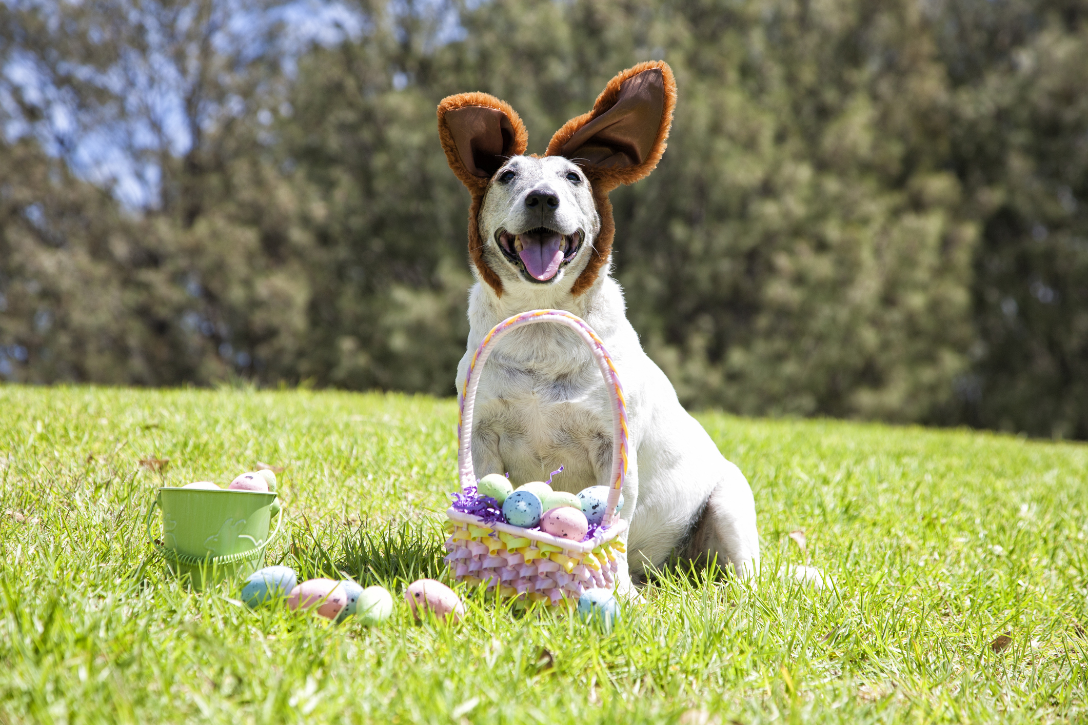 A dog with bunny ears.