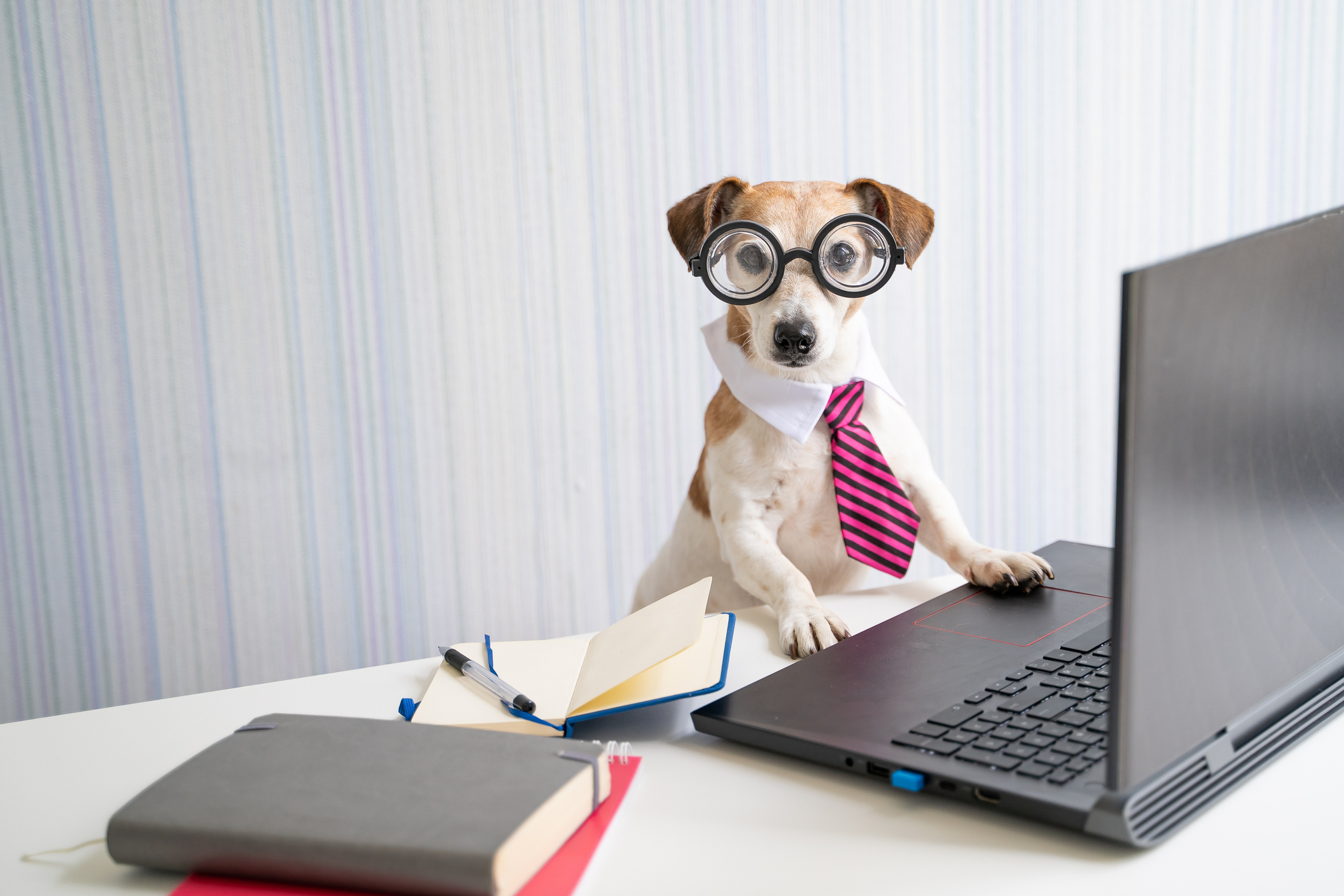 A dog in an office.