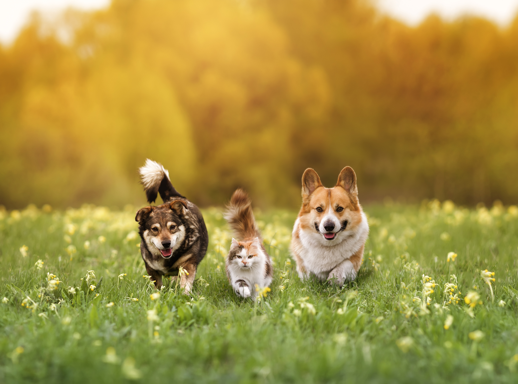 Two dogs and a cat running through a meadow in the spring. 