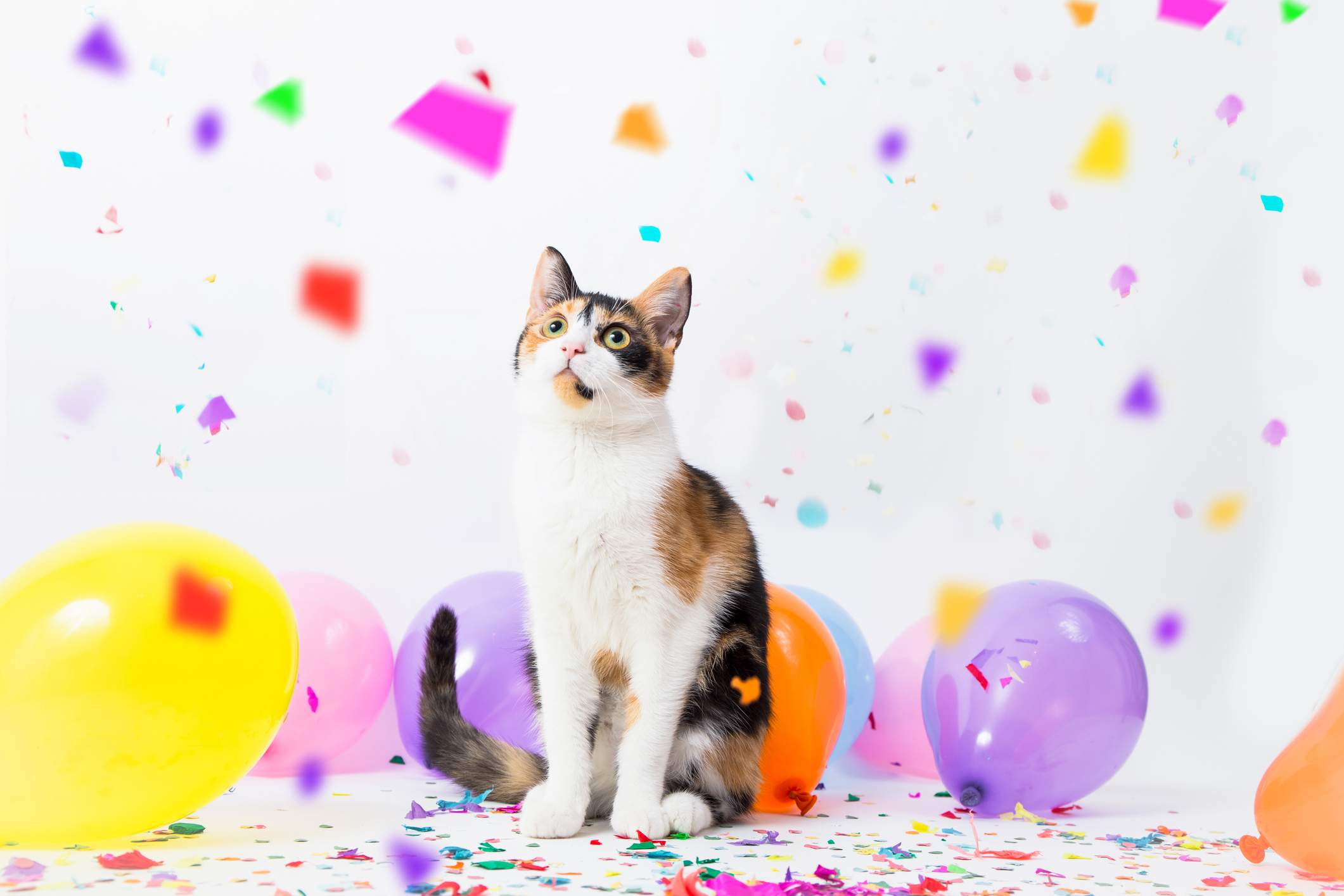 A cat with colorful balloons and party confetti. 