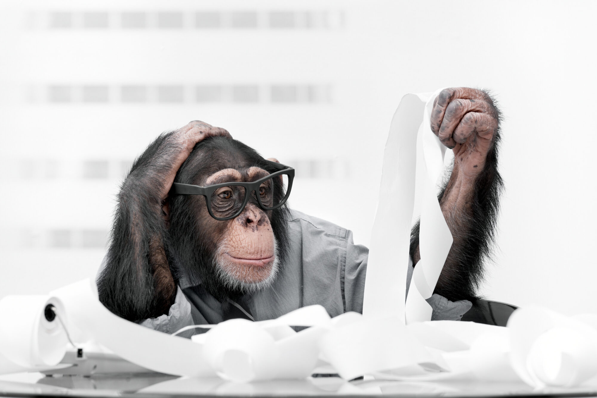 A chimpanzee looking at receipts. 