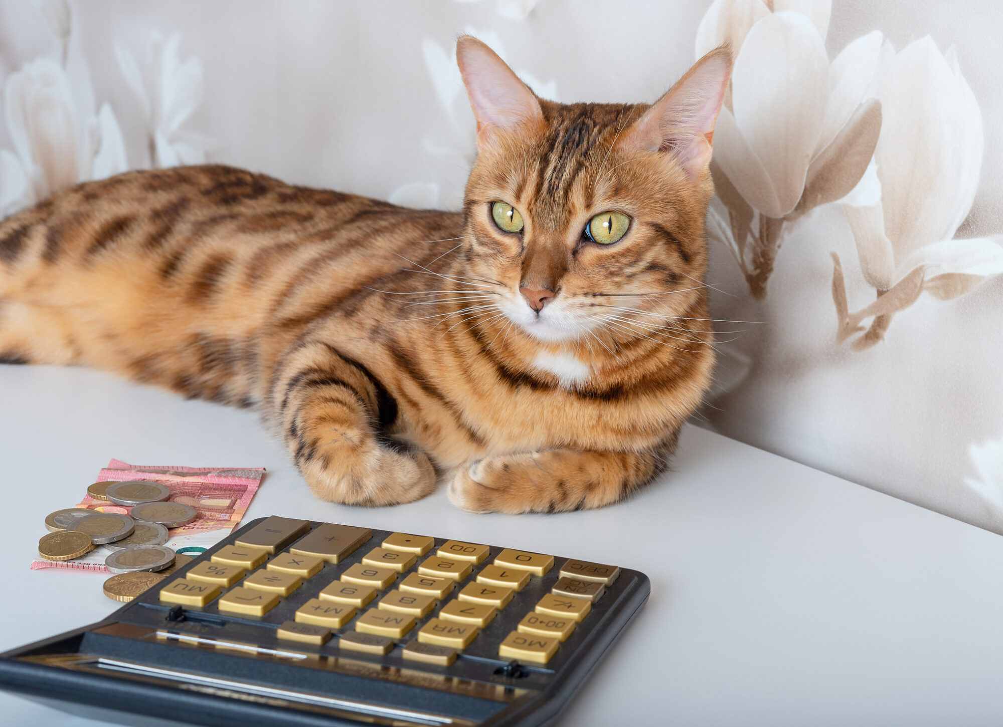 Cat with a calculator.