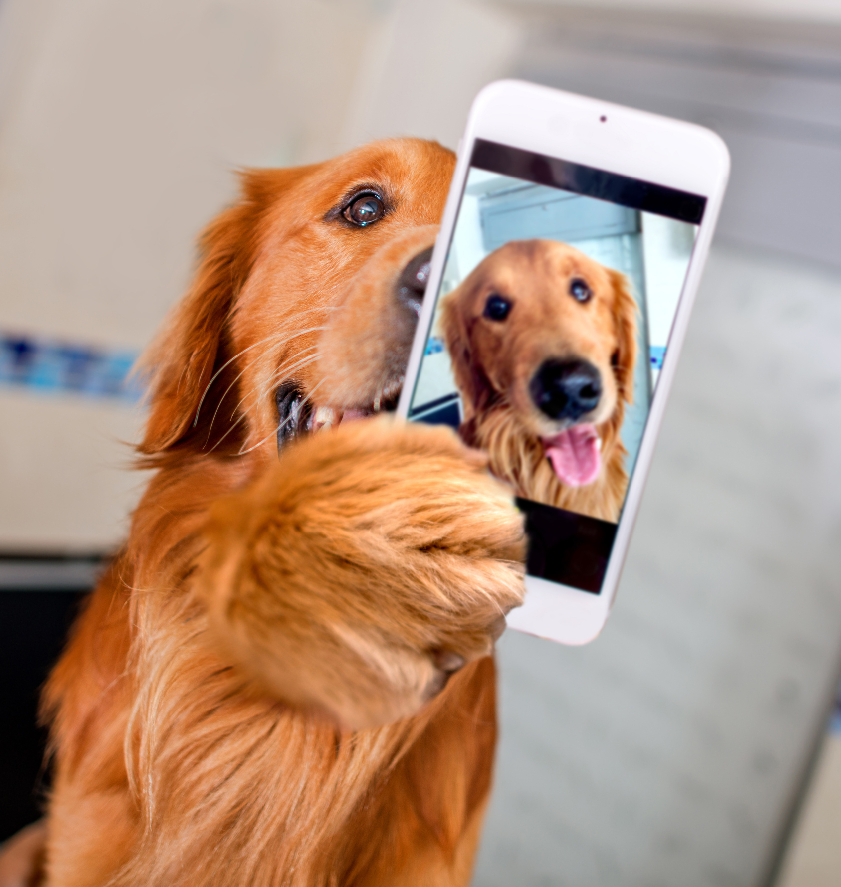 A dog taking a selfie with a phone.