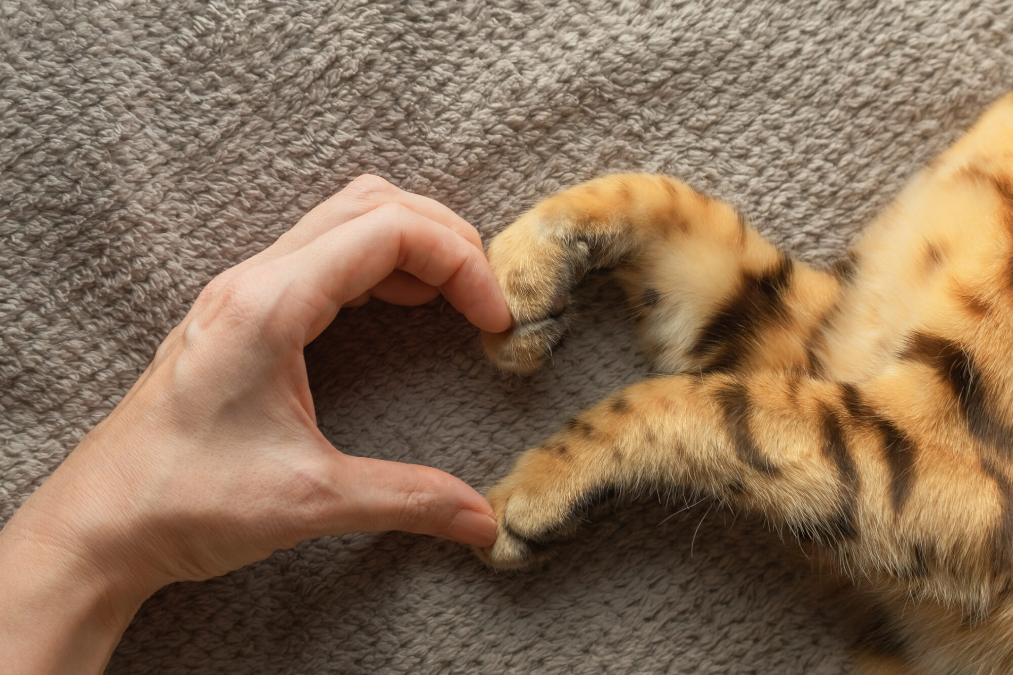 A human hand and cat paws making a heart shape.