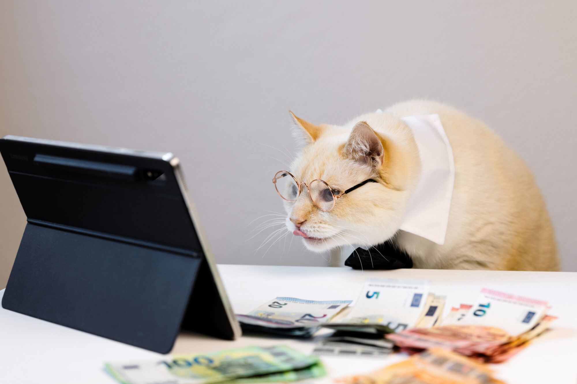 A cat in glasses looking at a tablet screen.