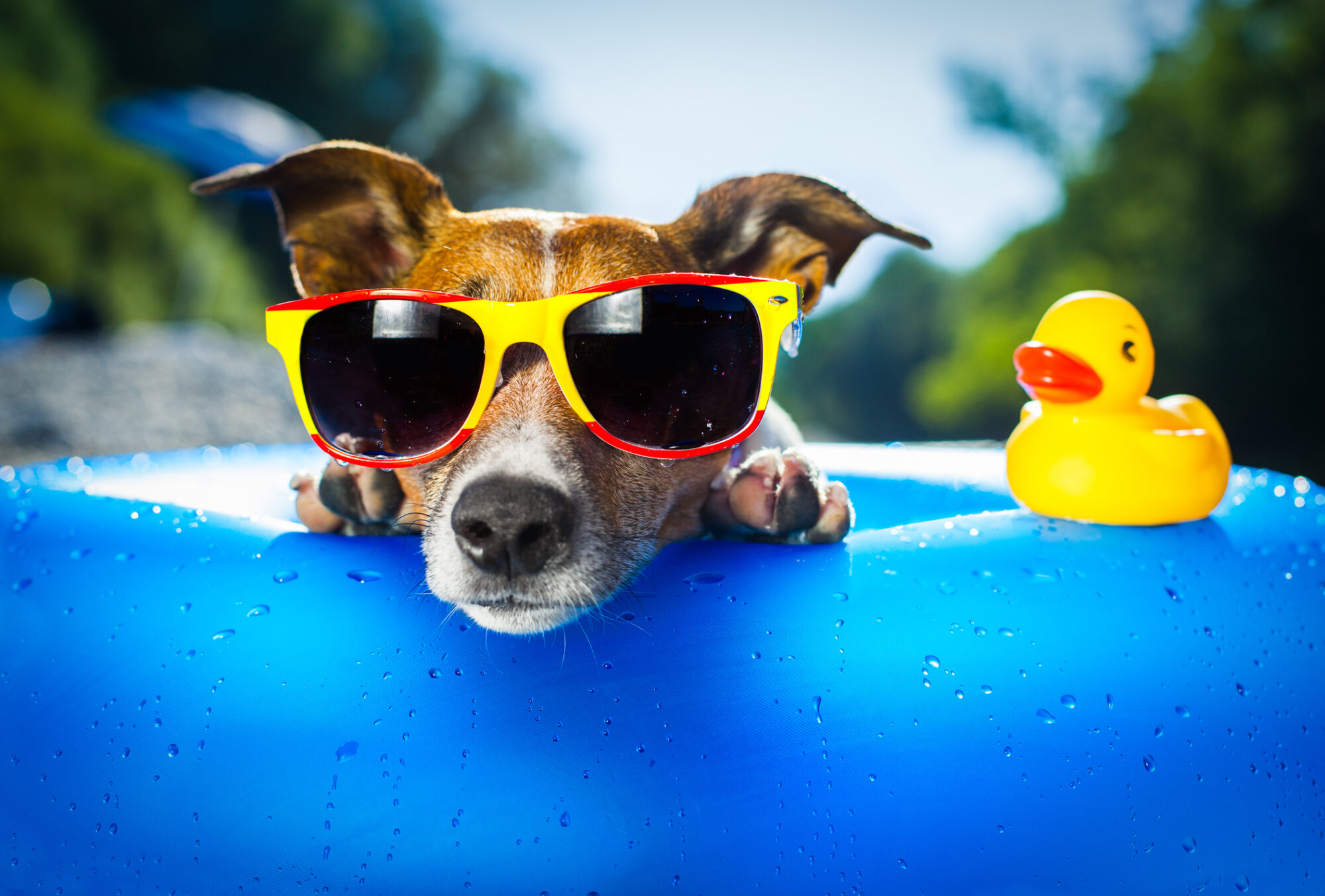 Dog in a pool float with a rubber duck.