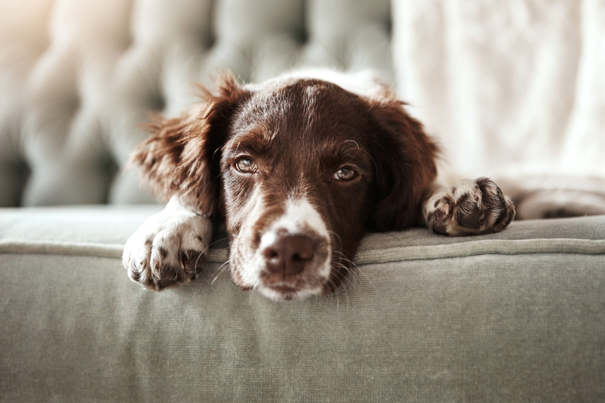 A dog looking at the camera on the couch.