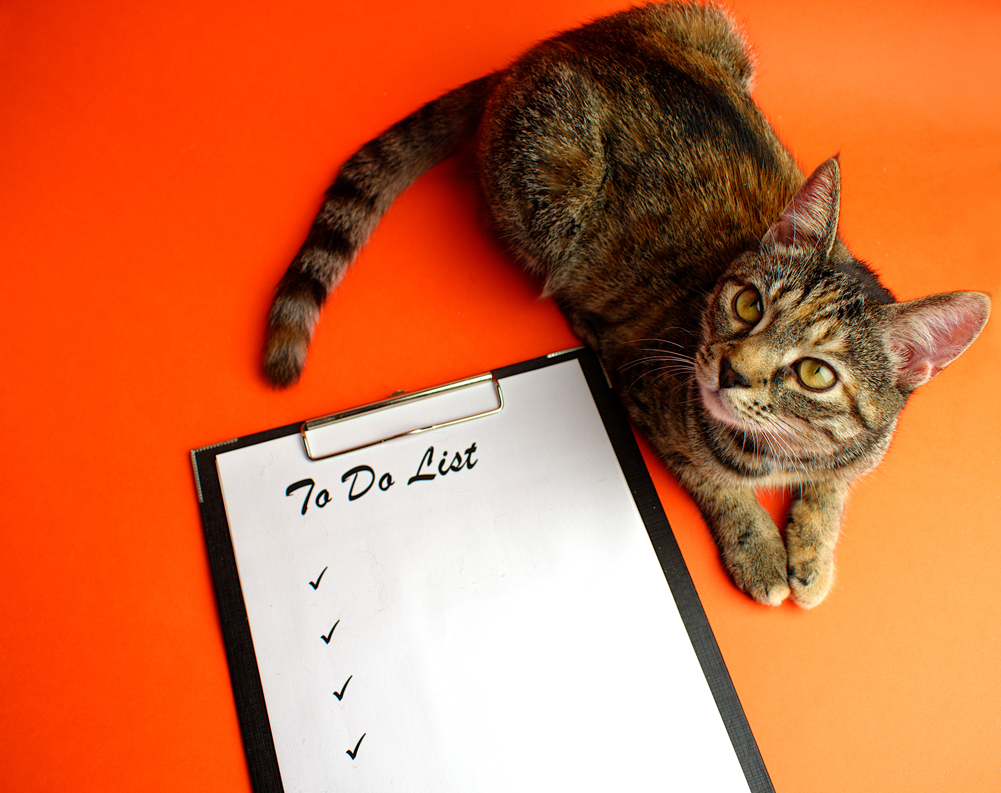 A cat sitting next to a checklist.