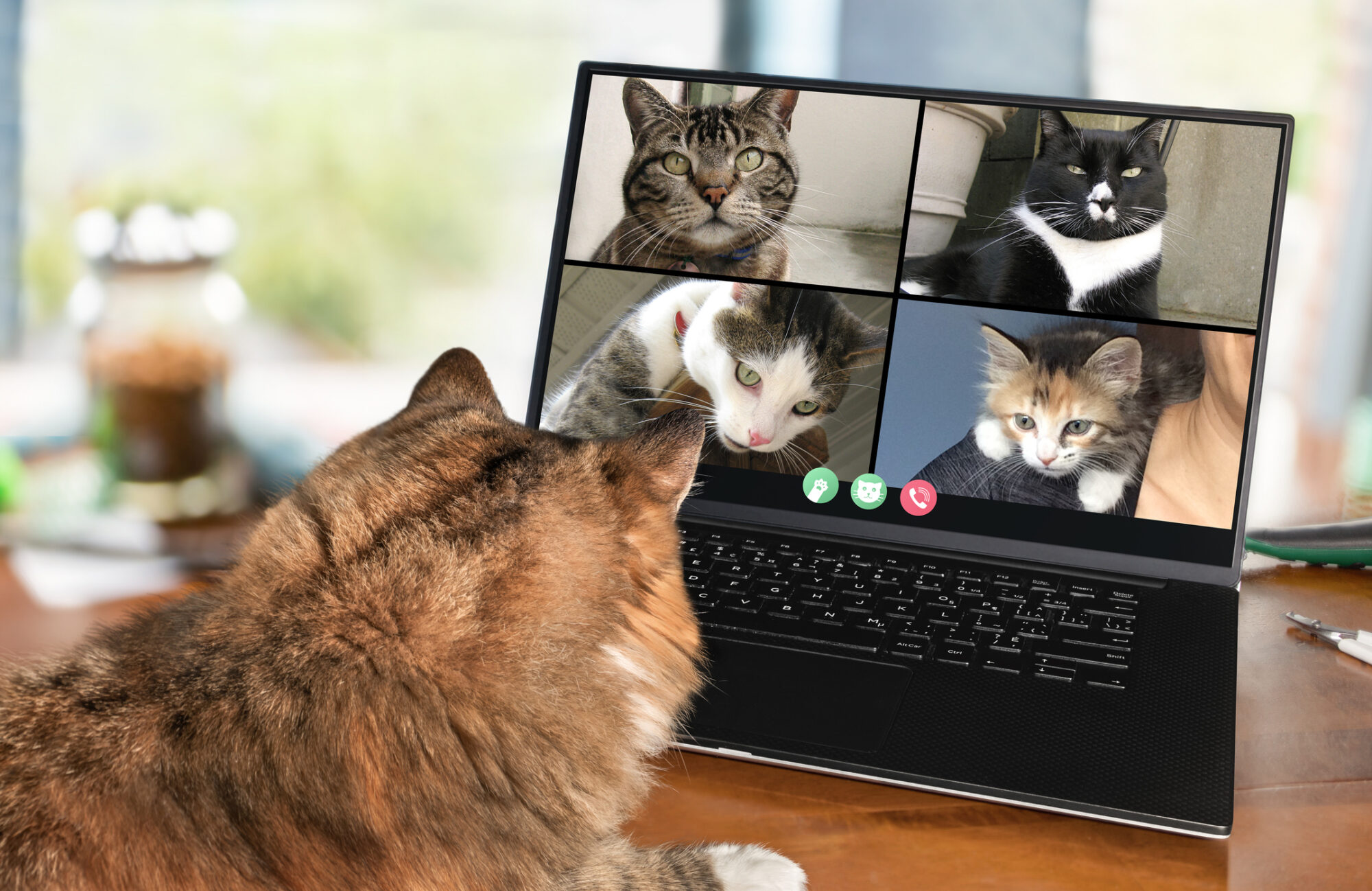 A cat on a video meeting with other cats.