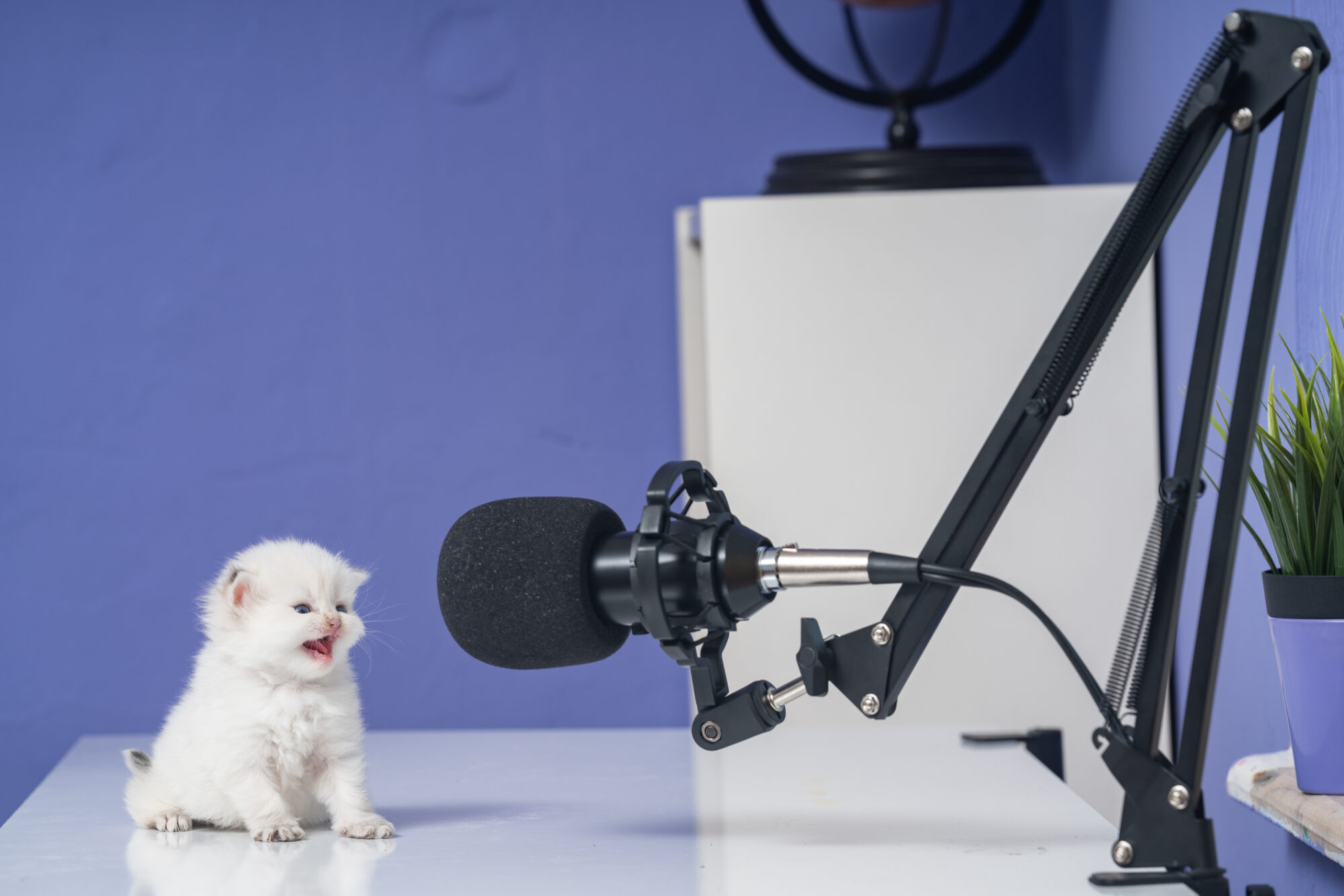 A white kitten in front of a microphone.