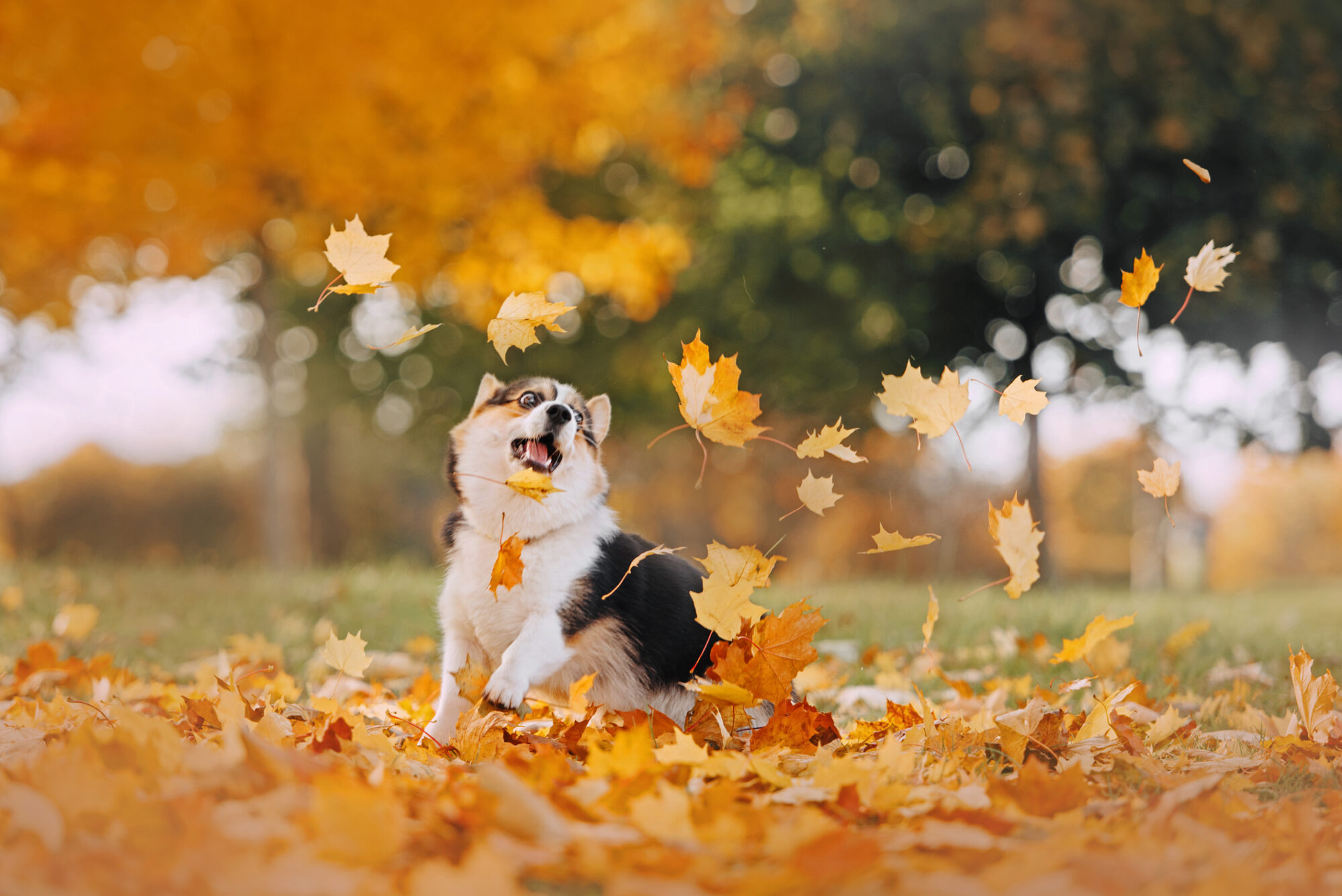 A corgi playing in the leaves.
