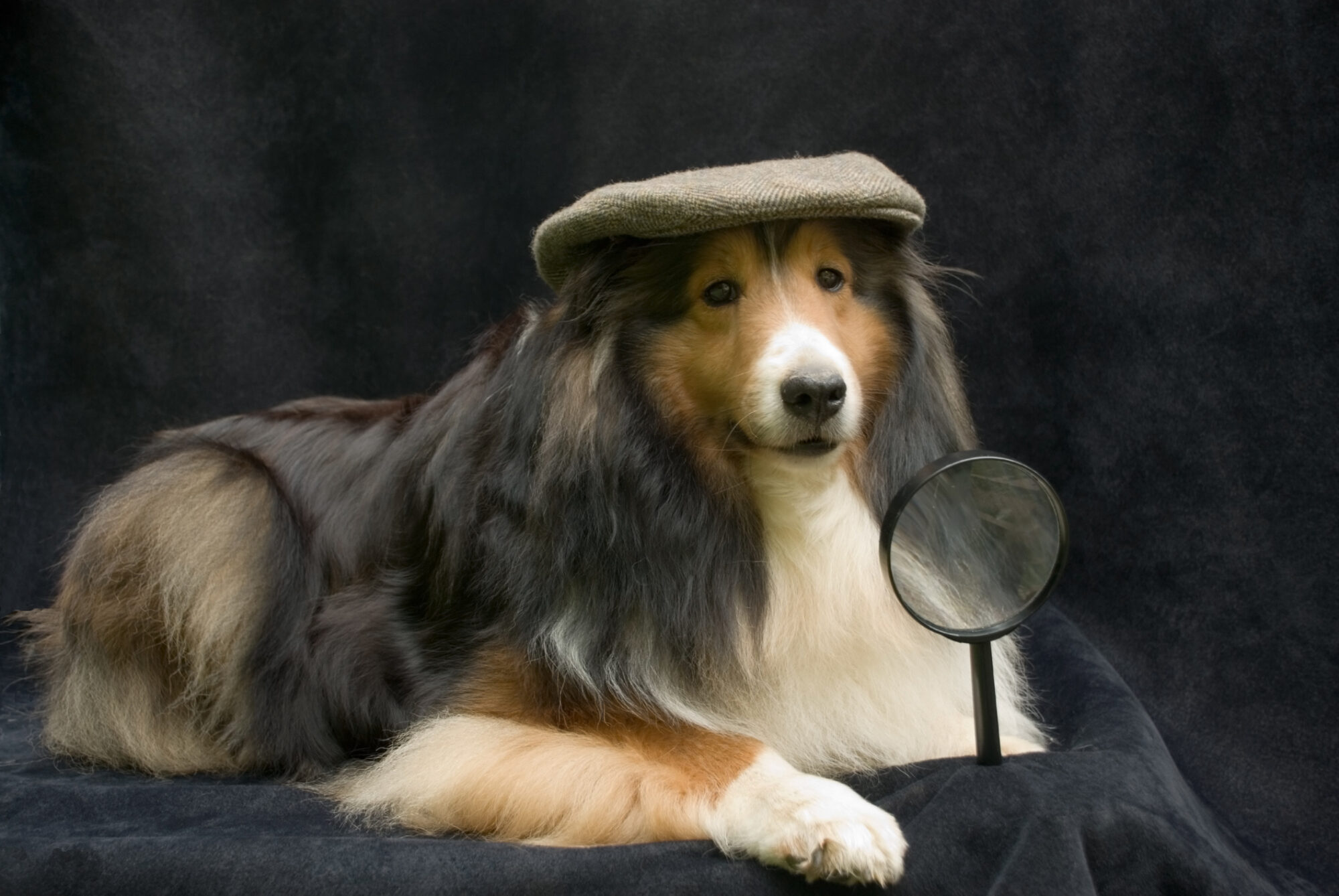 A dog detective.