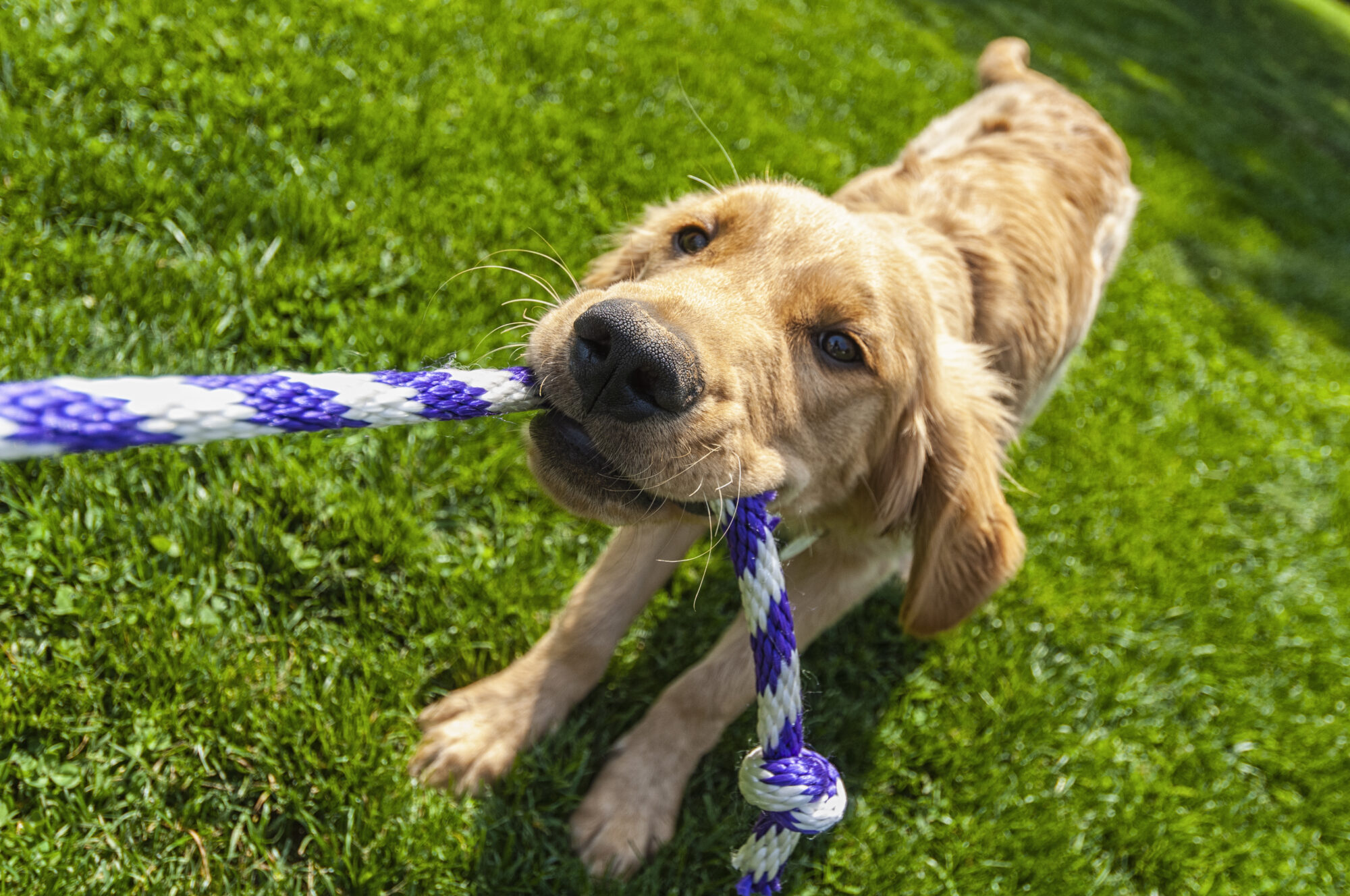 Dog tugging on a rope.