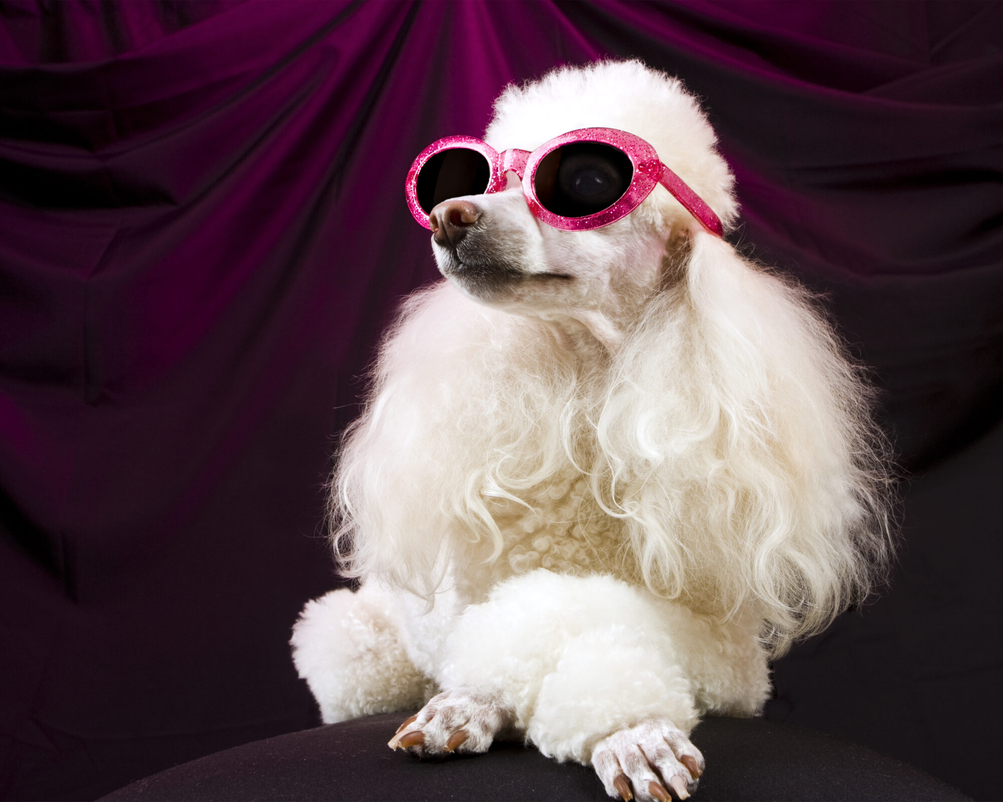 A poodle posing in pink sunglasses.
