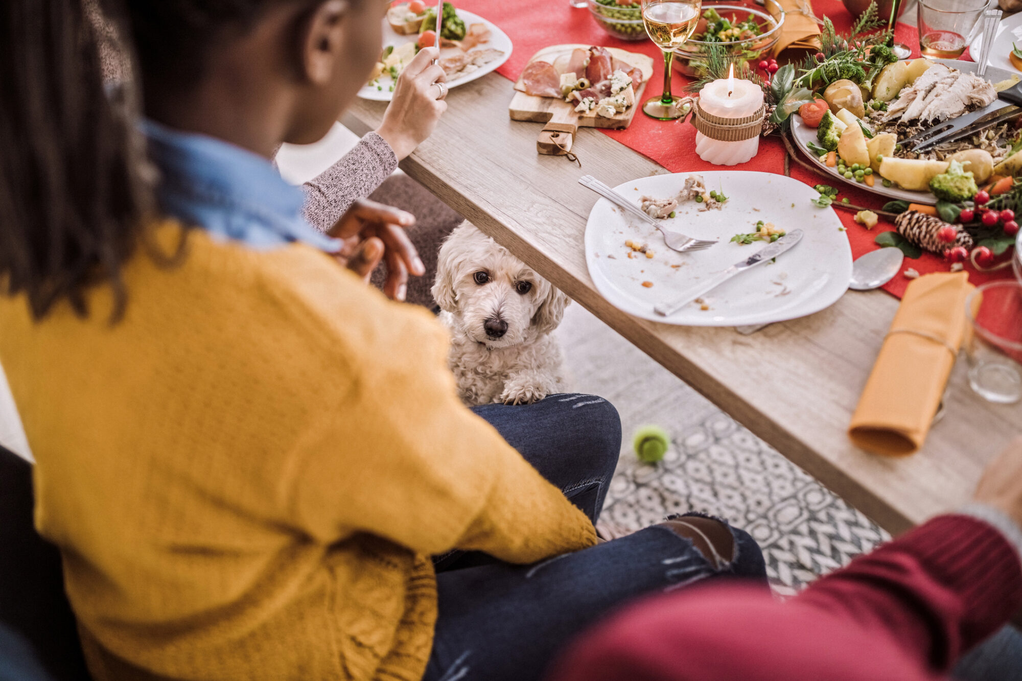 A puppy by the Thanksgiving table.