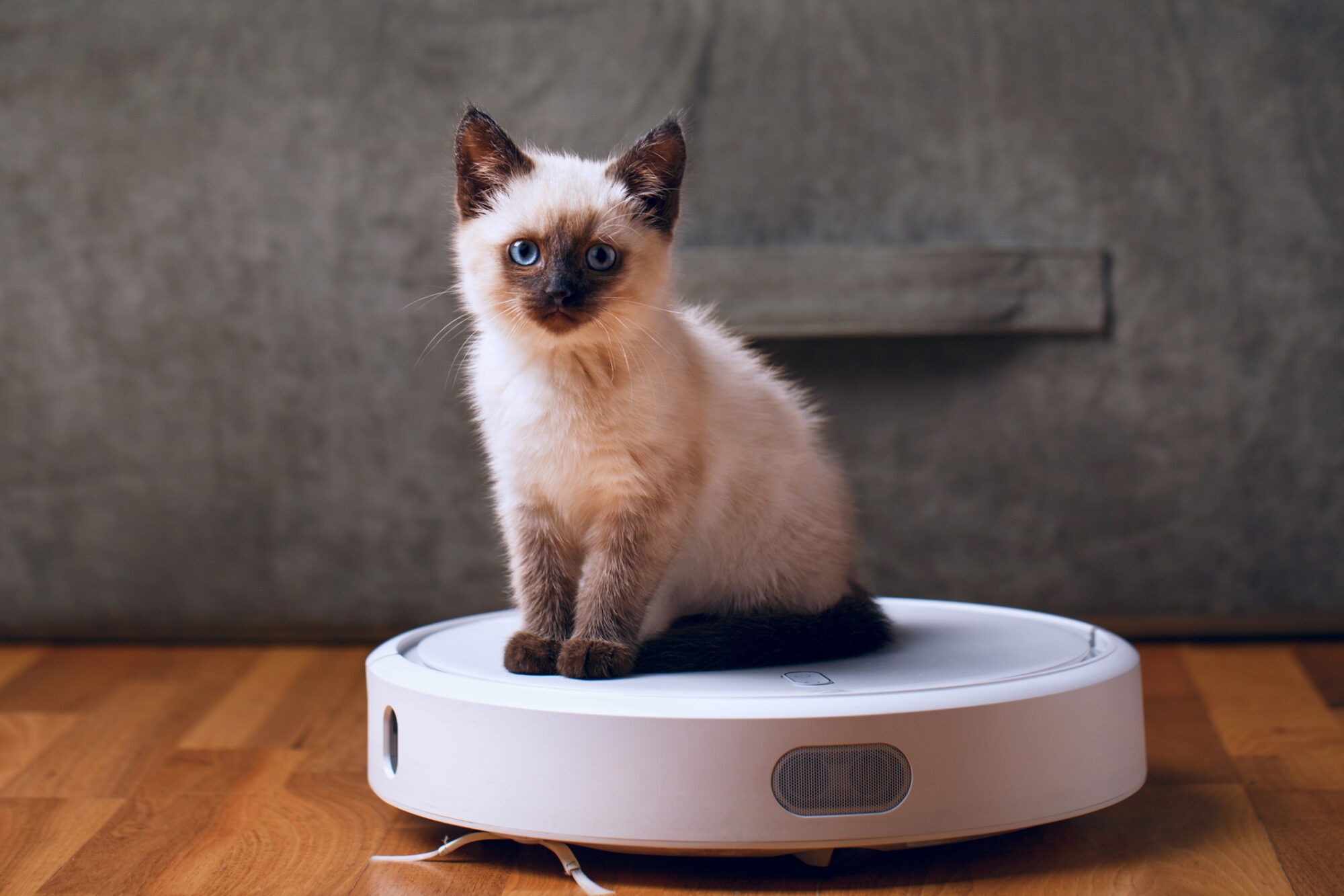 A cat sitting on a robot vacuum.