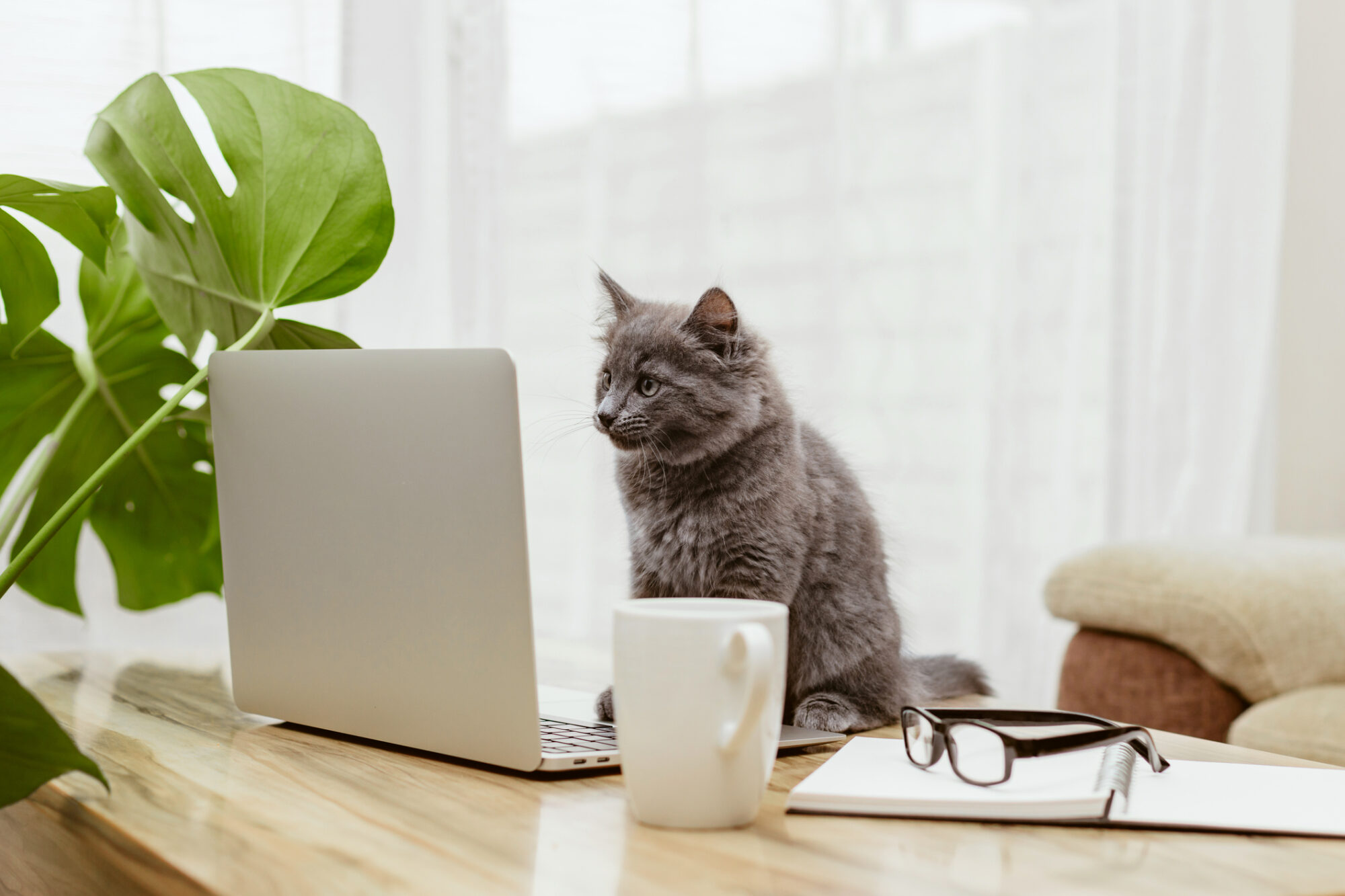 A grey cat working on a laptop computer.