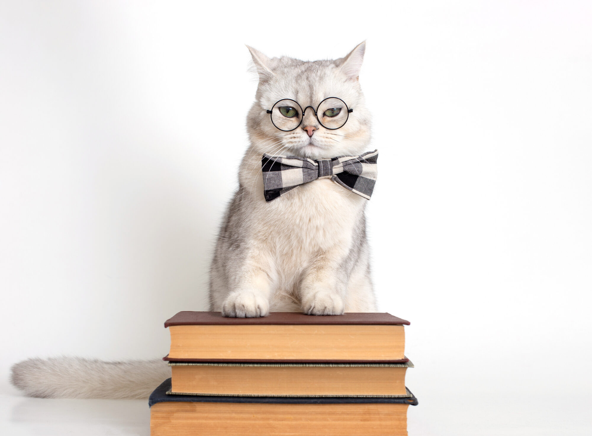 A cat in a bowtie and glasses sitting on a stack of books.