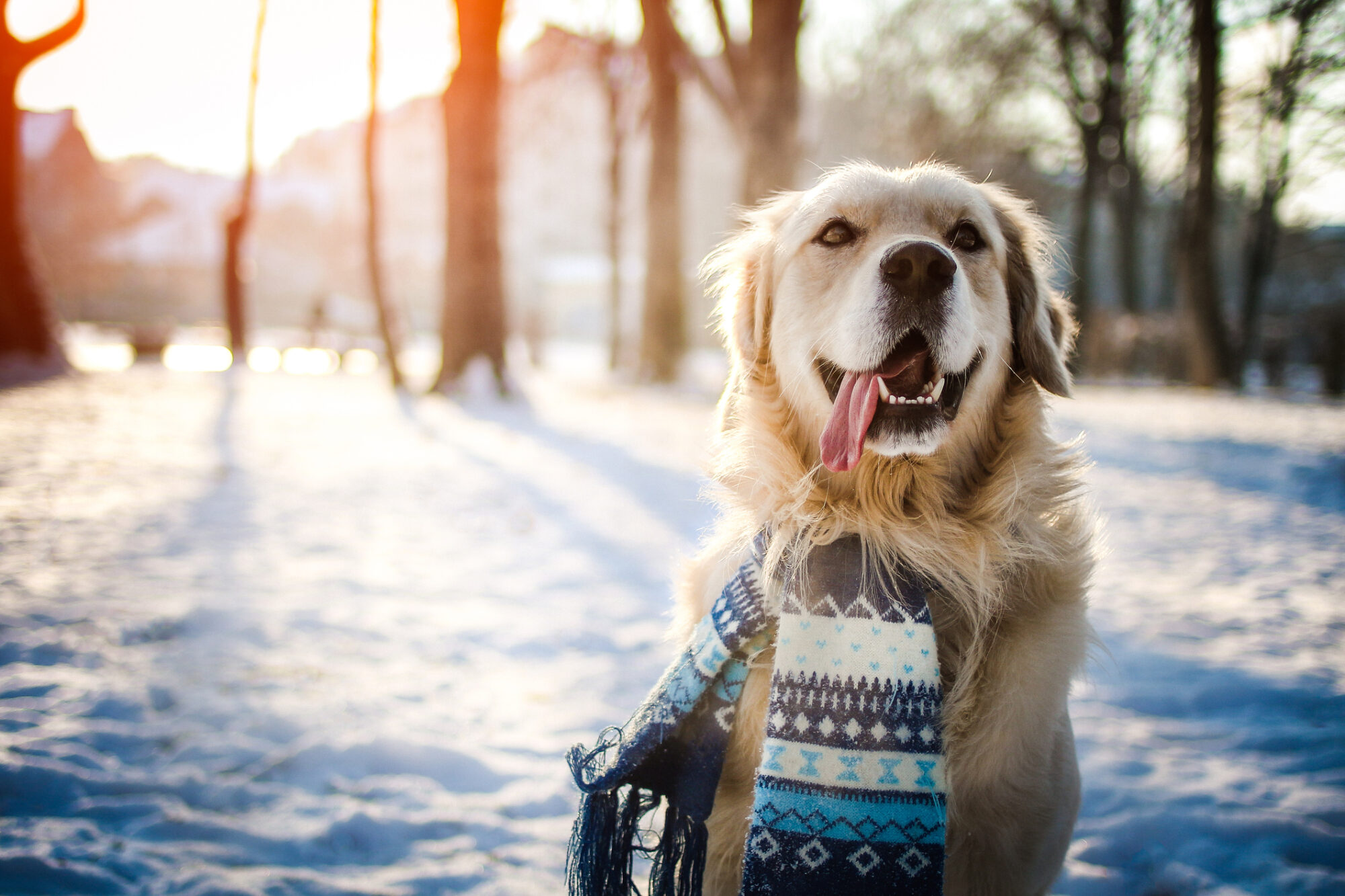 A golden retriever wearing a scarf in the snow.