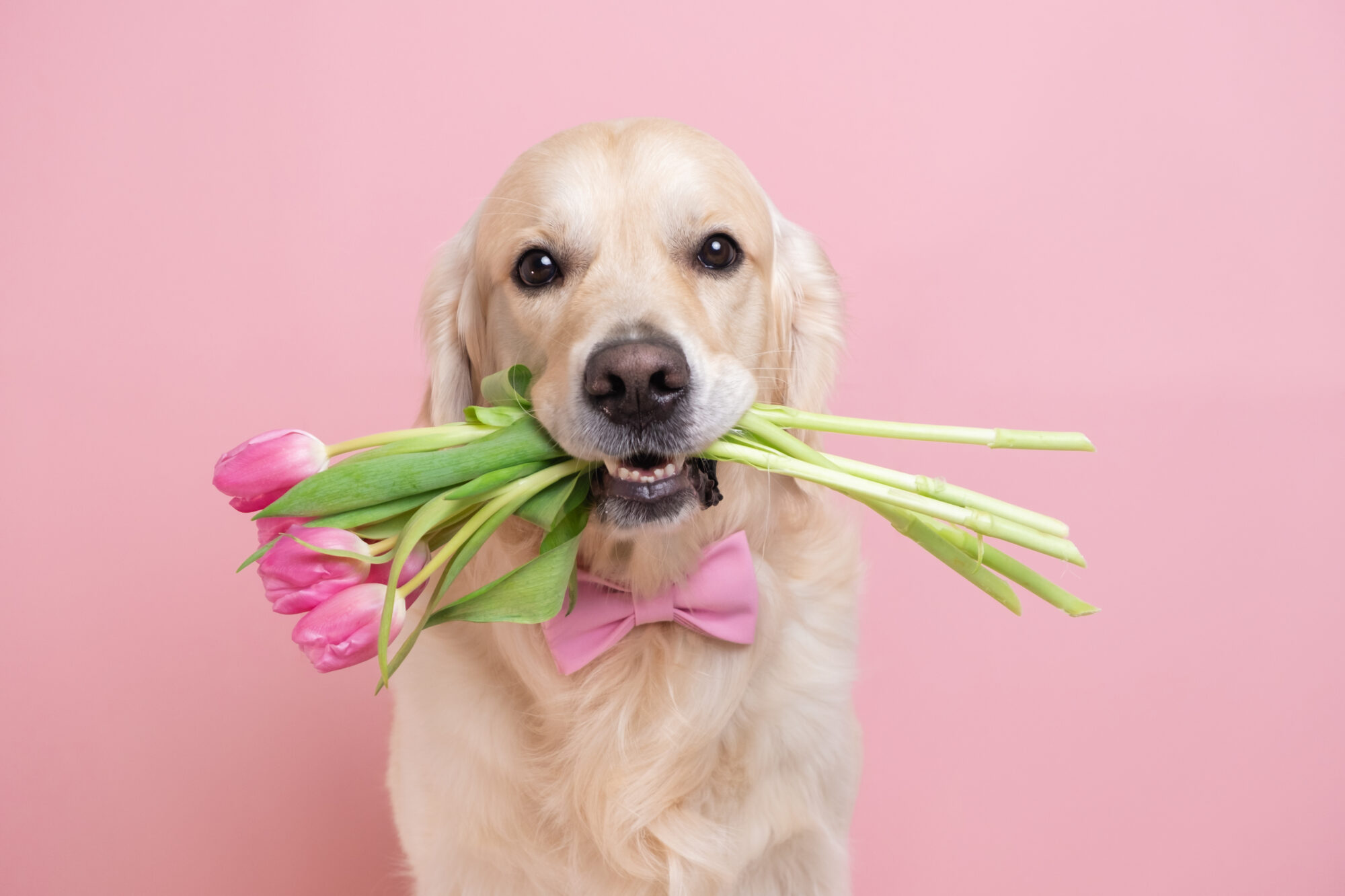 A dog with a bouquet of pink tulips in his mouth. 