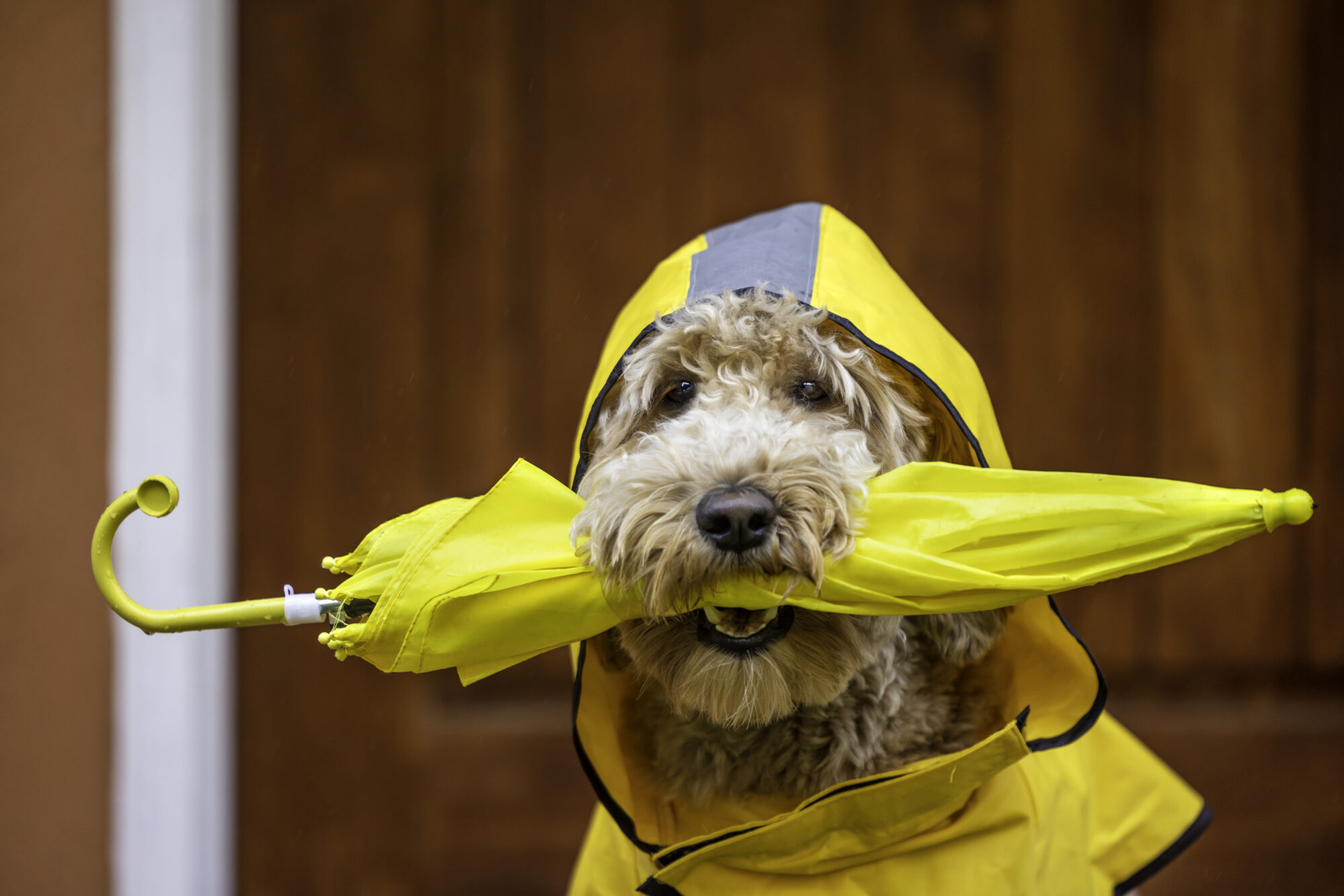 A golden doodle in a yellow raincoat with a yellow umbrella.